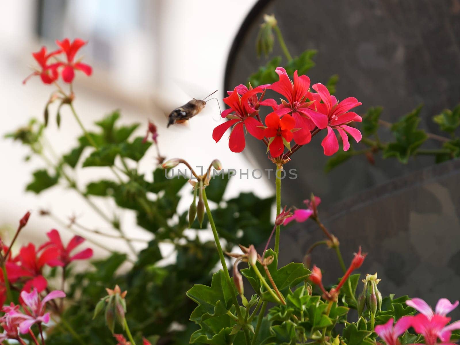 hawk moth butterfly drinks nectar from blooming pink pelargonium on the street by Annado