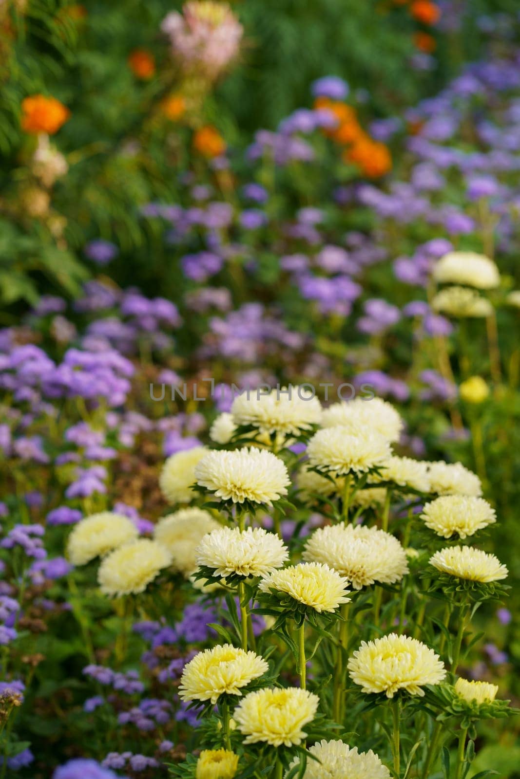yellow aster flowers on green leaves background. Colorful multicolor aster flowers perennial plant. Close up of aster flower garden bed in early autumn september day in farm field by aprilphoto