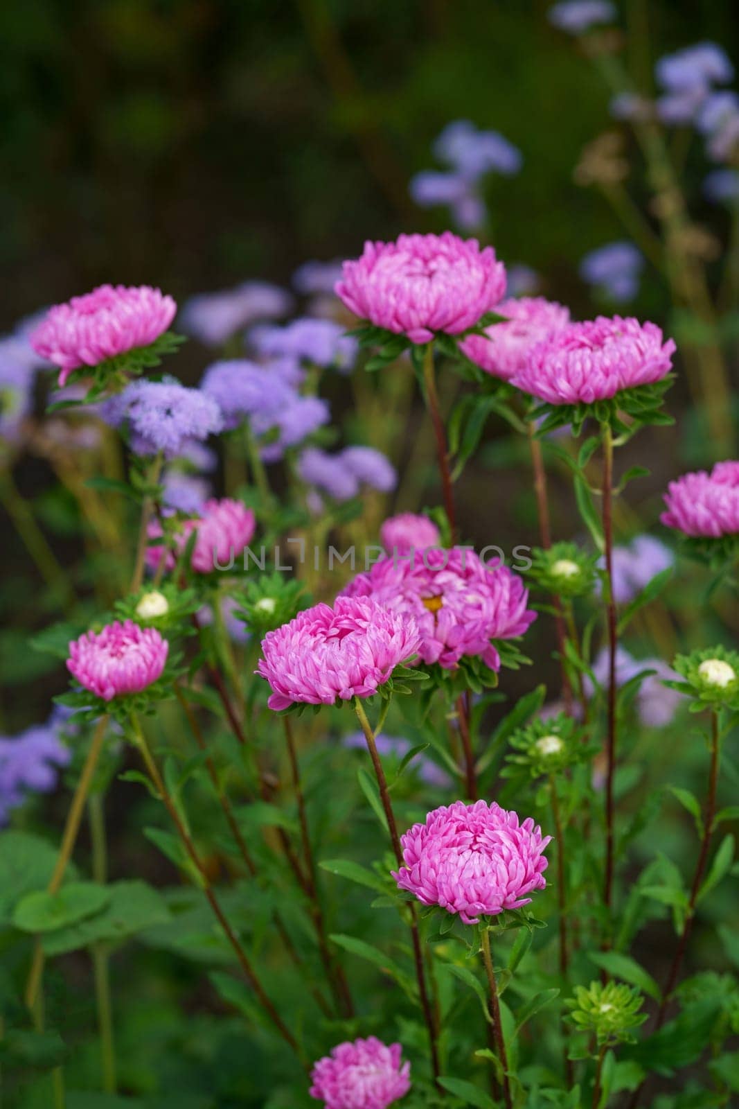 pink aster flowers on green leaves background. Colorful multicolor aster flowers perennial plant. Close up of aster flower garden bed in early autumn september day in farm field by aprilphoto