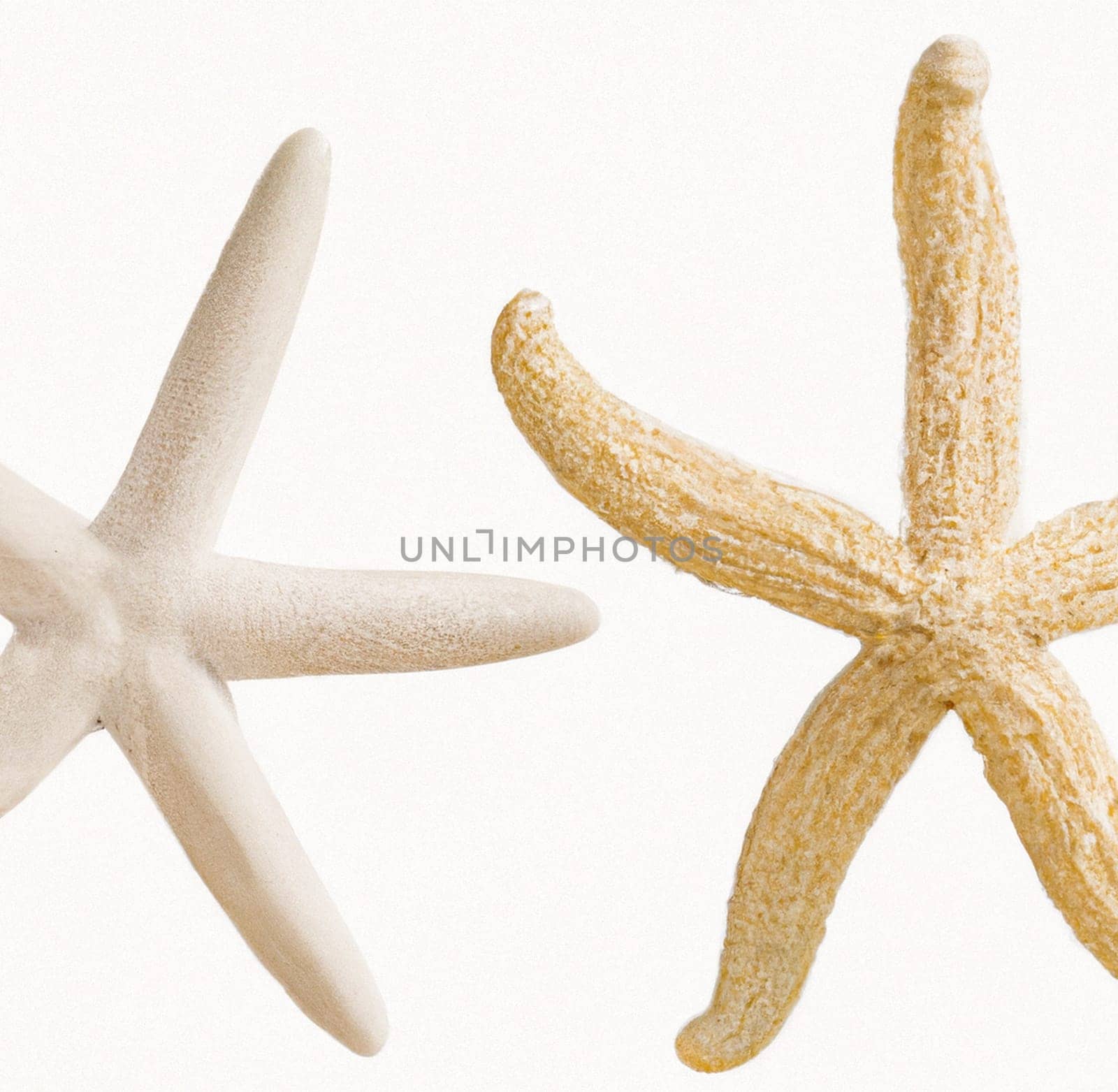 Two lovely white starfish, isolated on white with soft shadow. Great detail and texture. two different types of white starfish isolated over a white background, ocean, sea, beach, summer vacation design element, flat lay by Costin