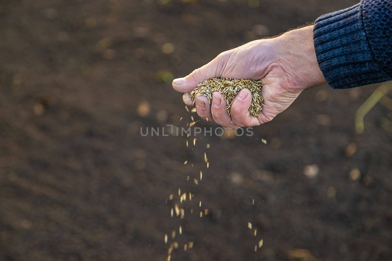 Male gardener sows lawn grass. Selective focus. Nature.