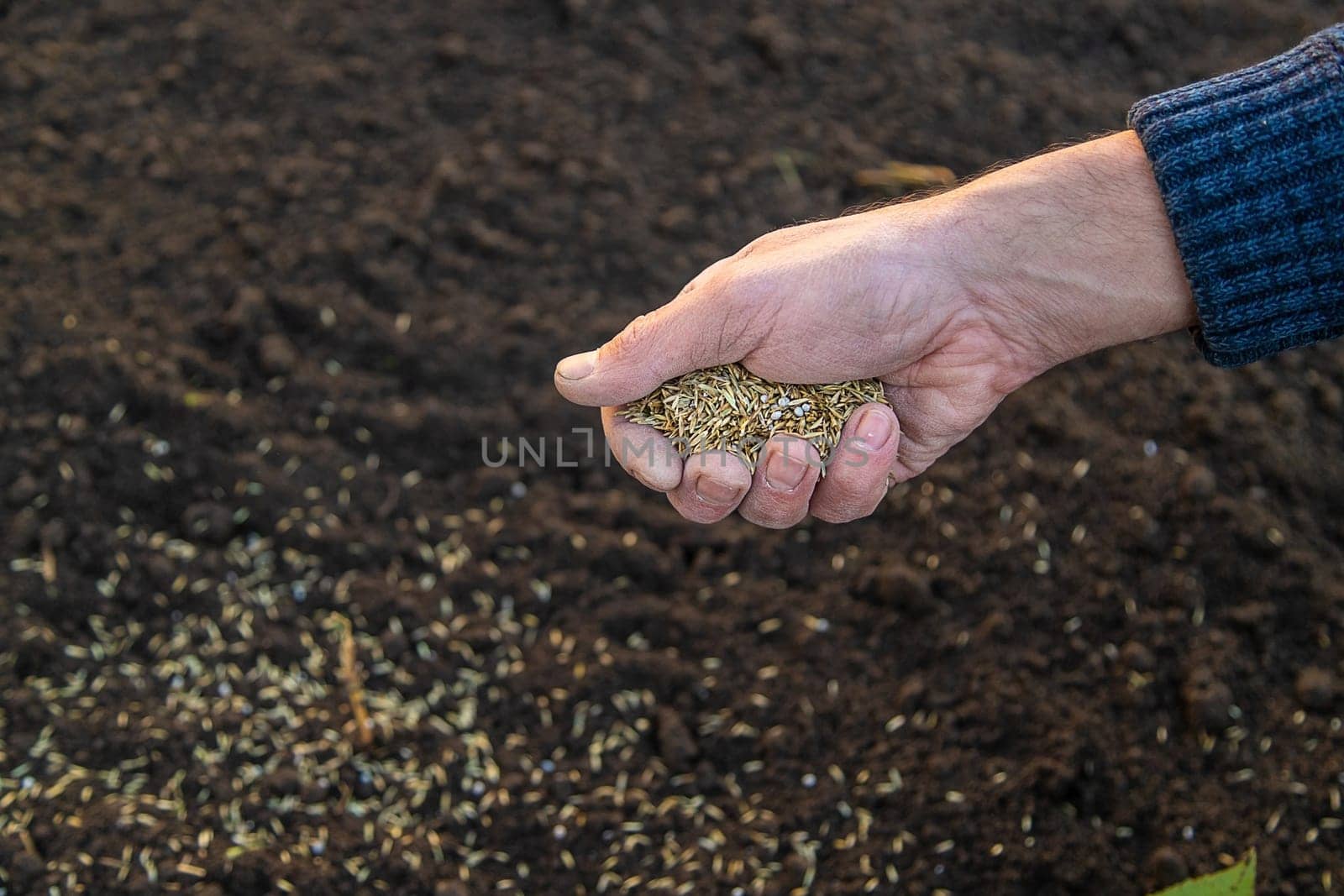 Male gardener sows lawn grass. Selective focus. Nature.