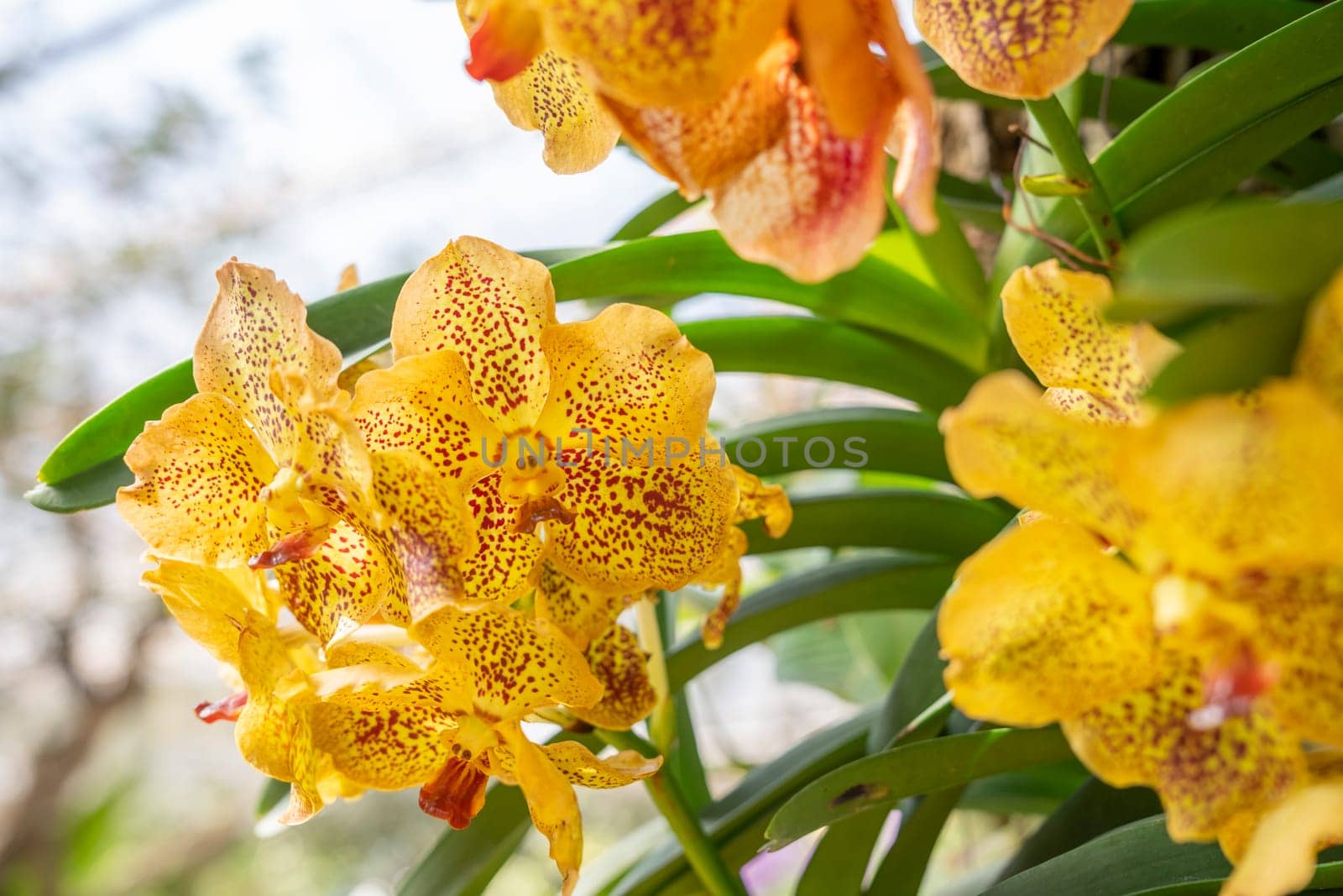 Yellow Phalaenopsis orchid in garden