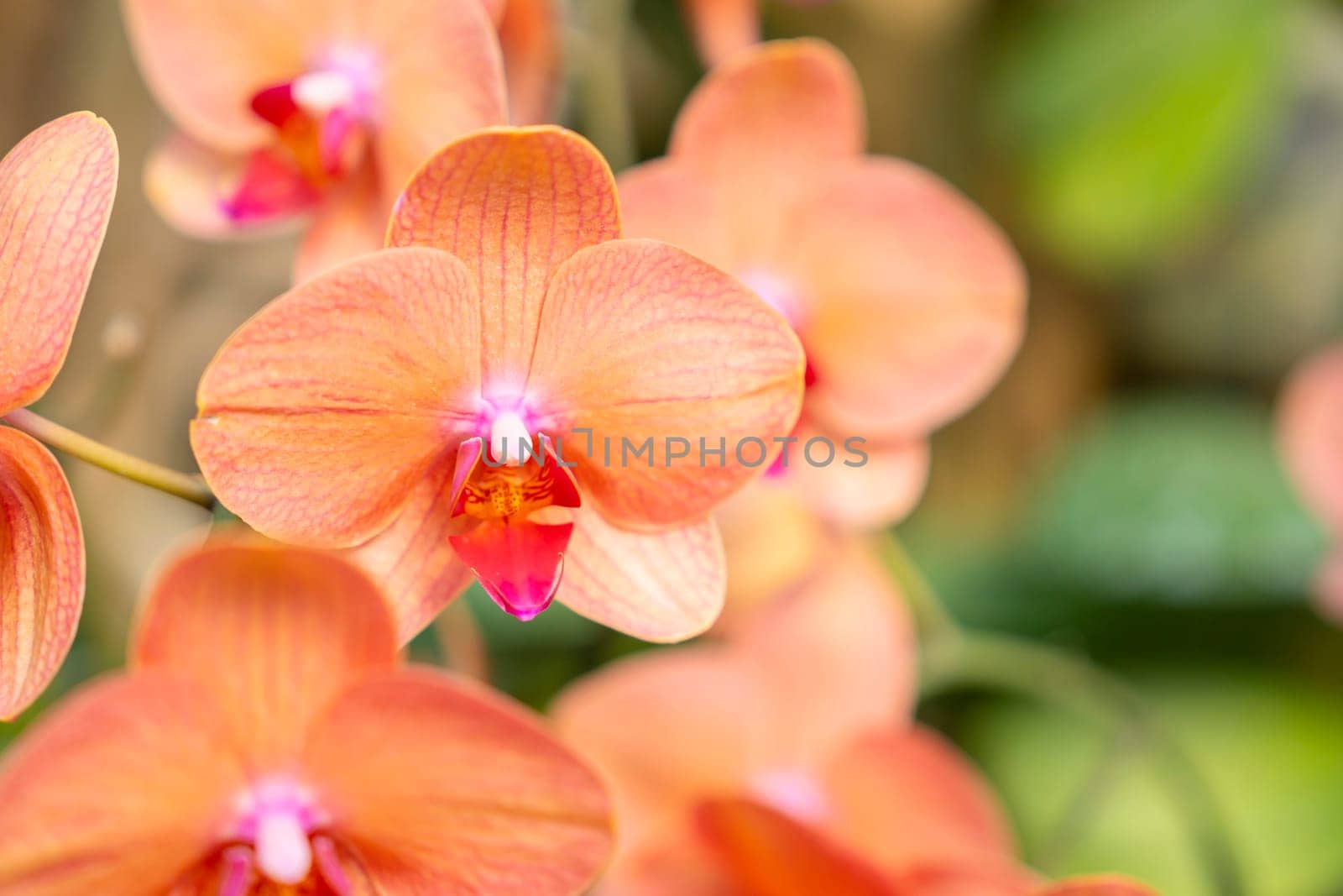 Orange Phalaenopsis Orchid flower house plant. Floral background. Selective close-up focus.