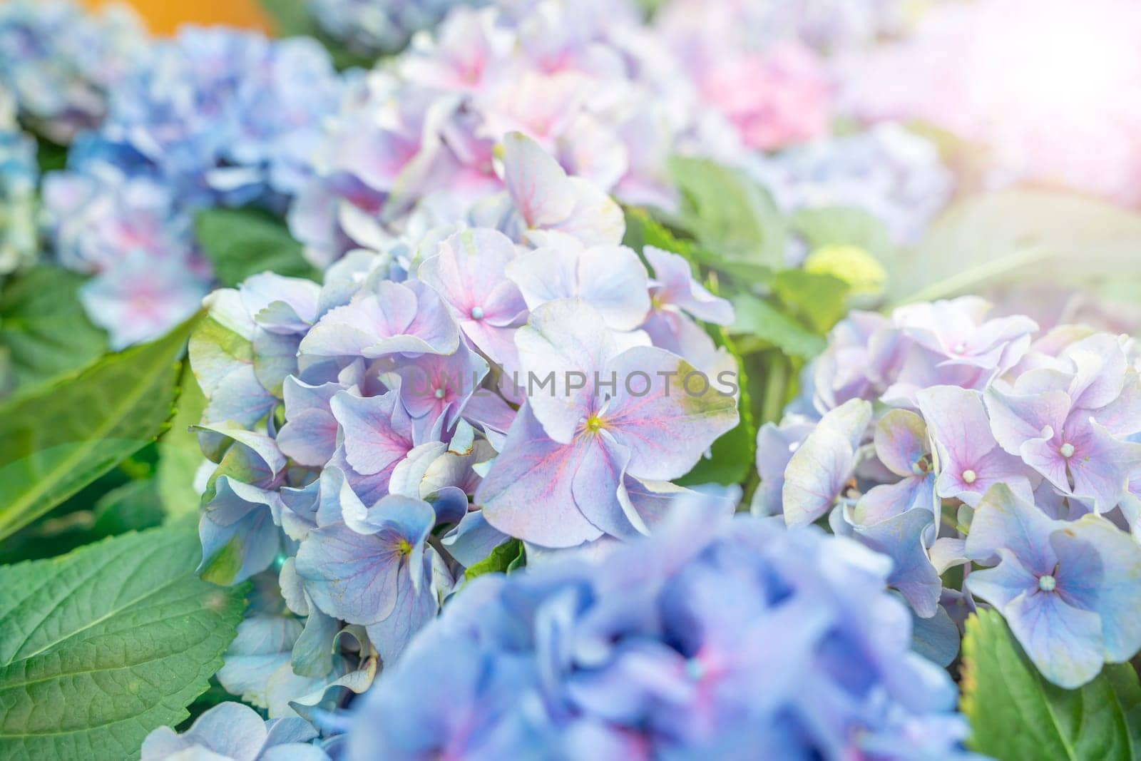 Blue Hydrangea background picture. Hydrangea is in full blooming