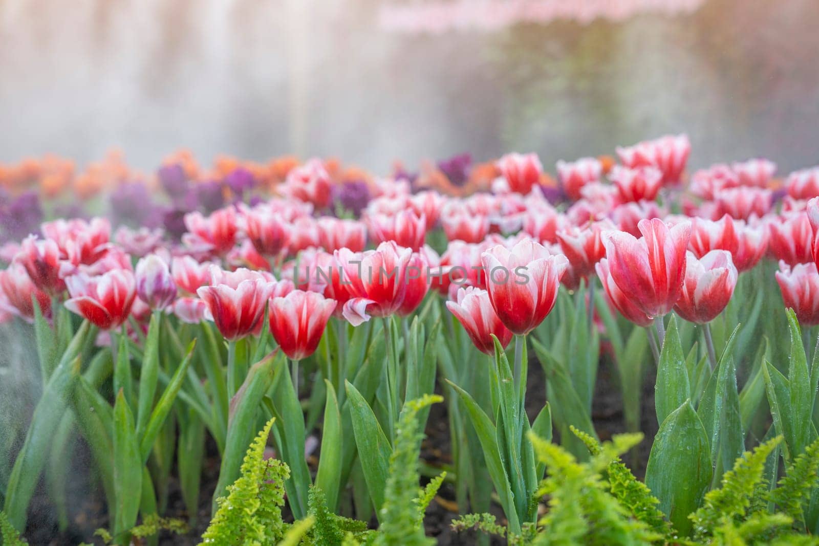 Red tulips in the park. show in Flower festival Chiang Mai., Thailand