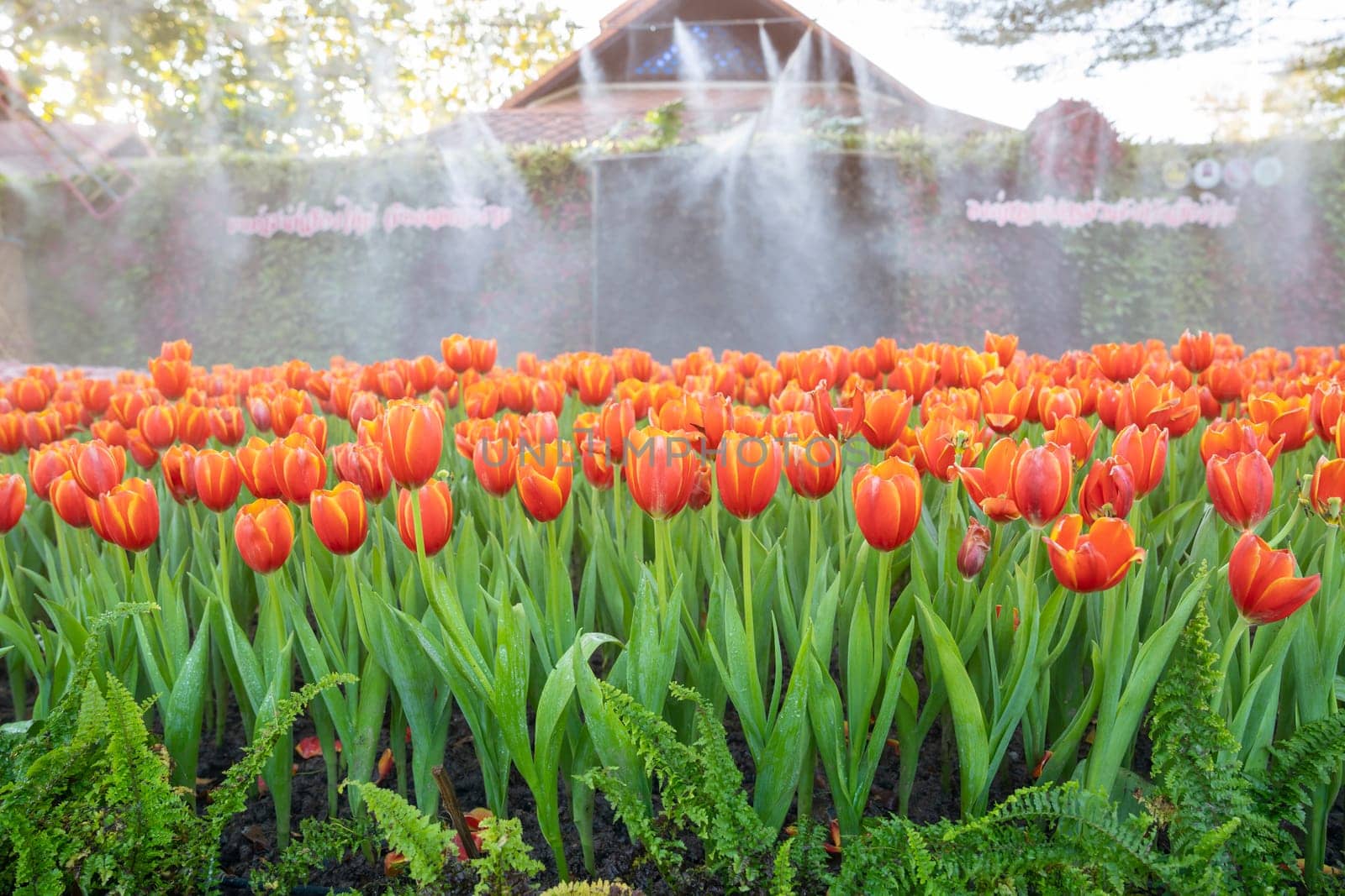 Beautiful various tulips at field.