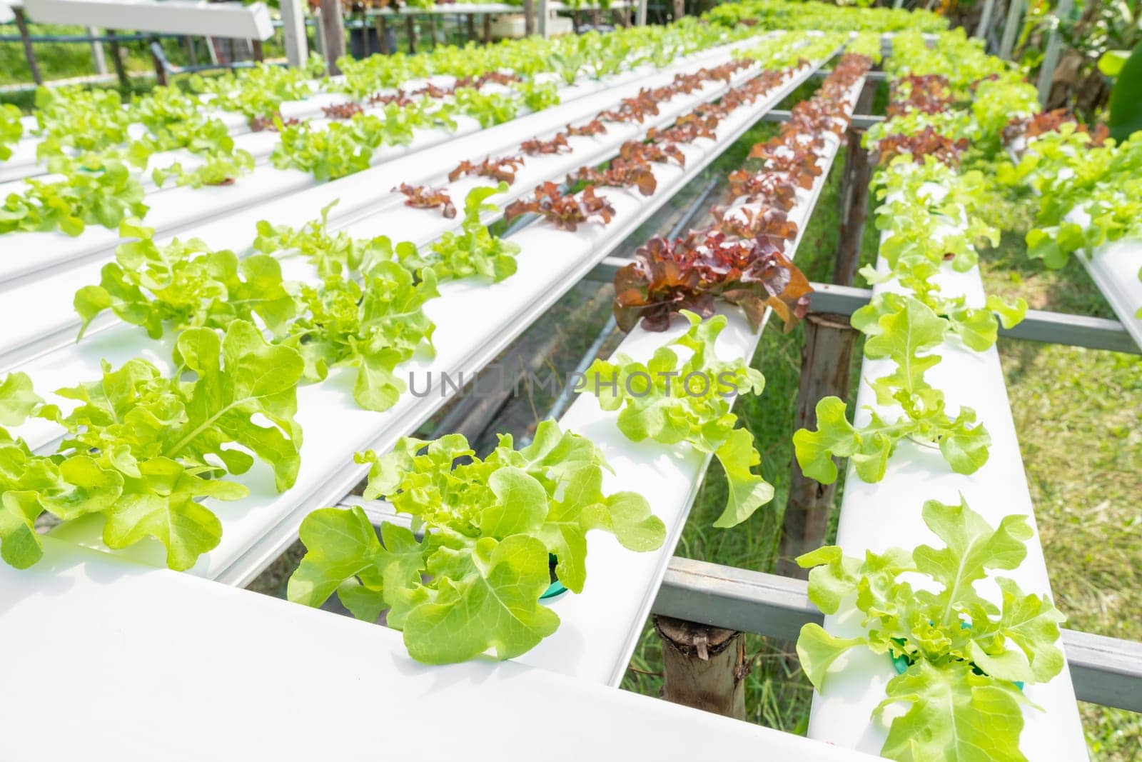 Hydroponics vegetables Green oak lettuce growing in plastic pipes at Smart farms with hydroponics systems