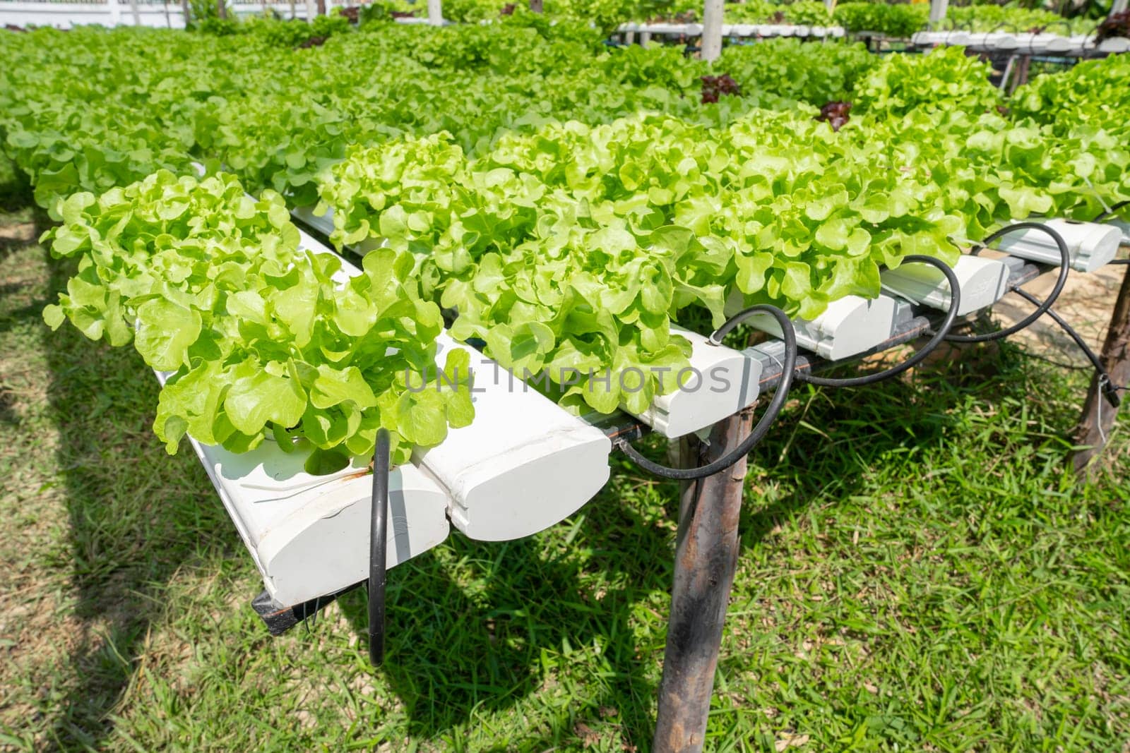 Hydroponics vegetables Green oak lettuce growing in plastic pipes at Smart farms with hydroponics systems