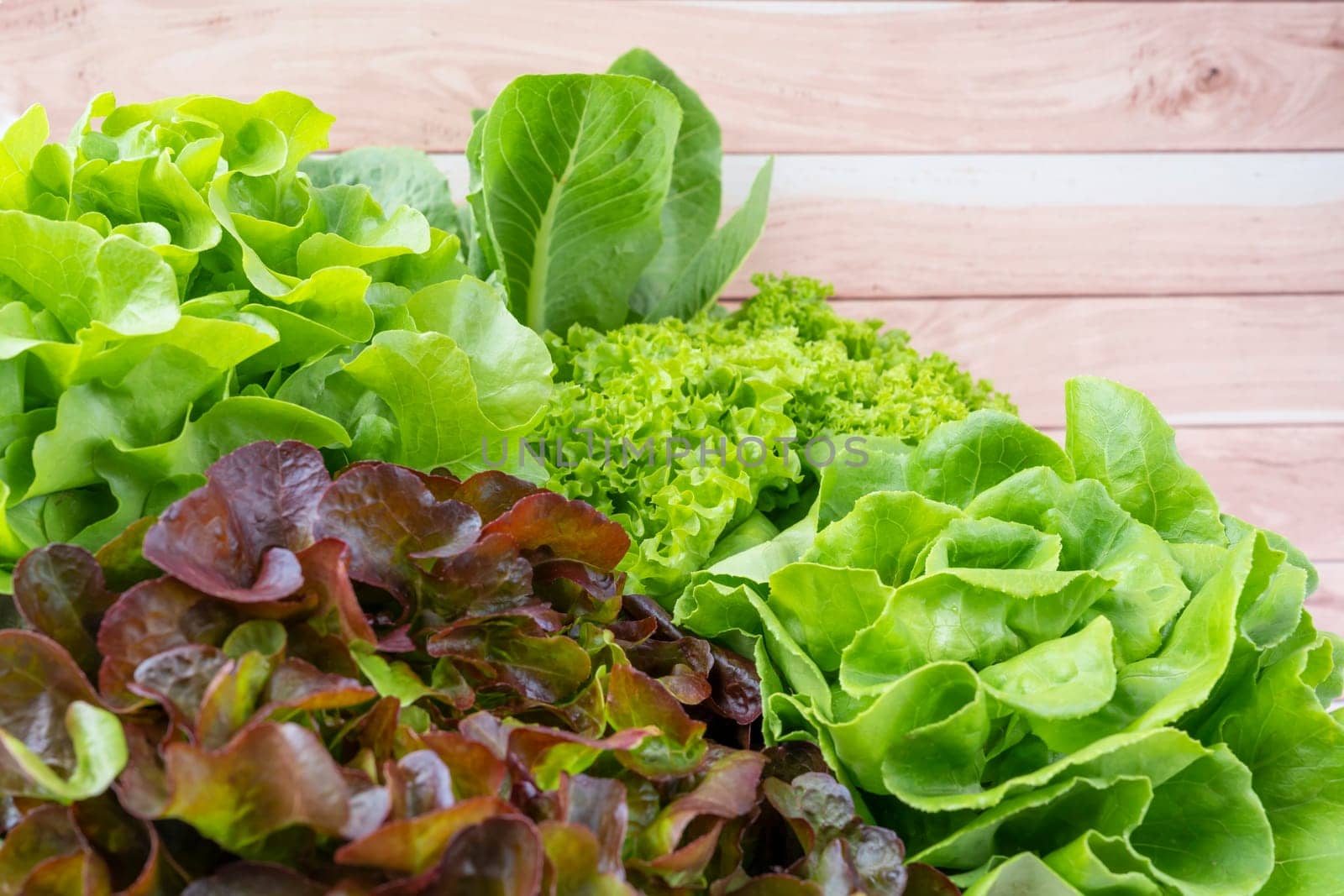 Group of Hydroponic vegetables on wooden background. Green butter head, Red Oak, Green Oak, Green coral and Green cos Lettuce.