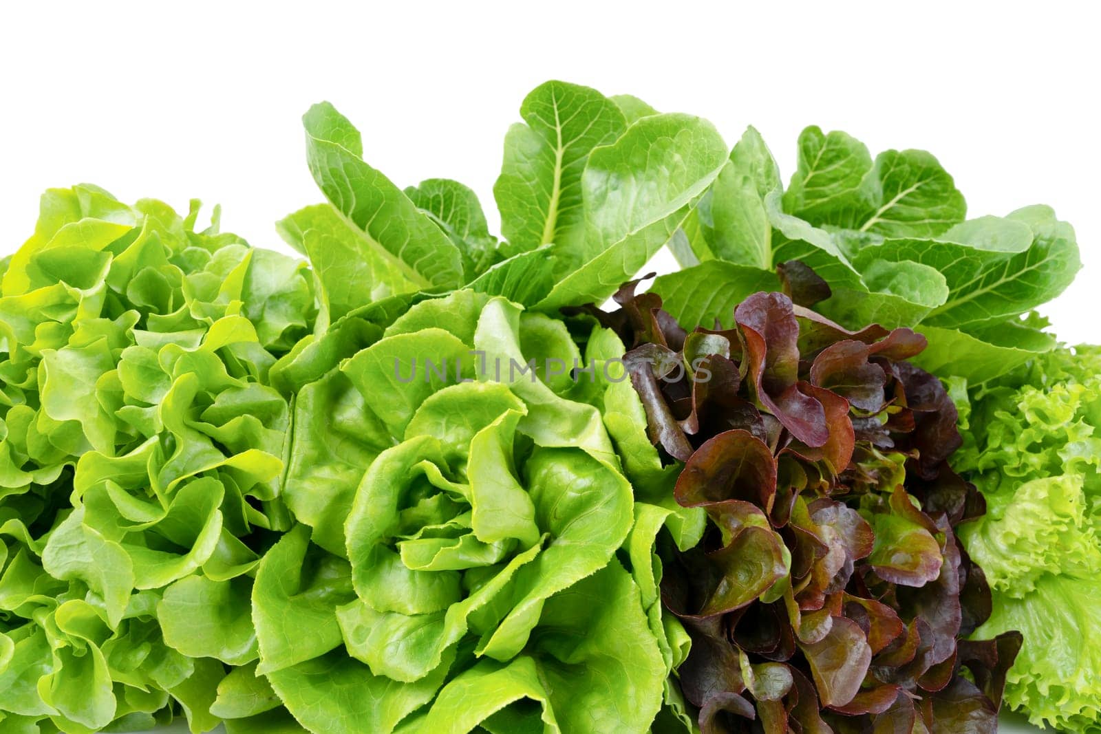 Fresh Romaine Lettuce , Cos Lettuce, Red and Green Oakleaf lettuce Vegetable salad isolated on white background.