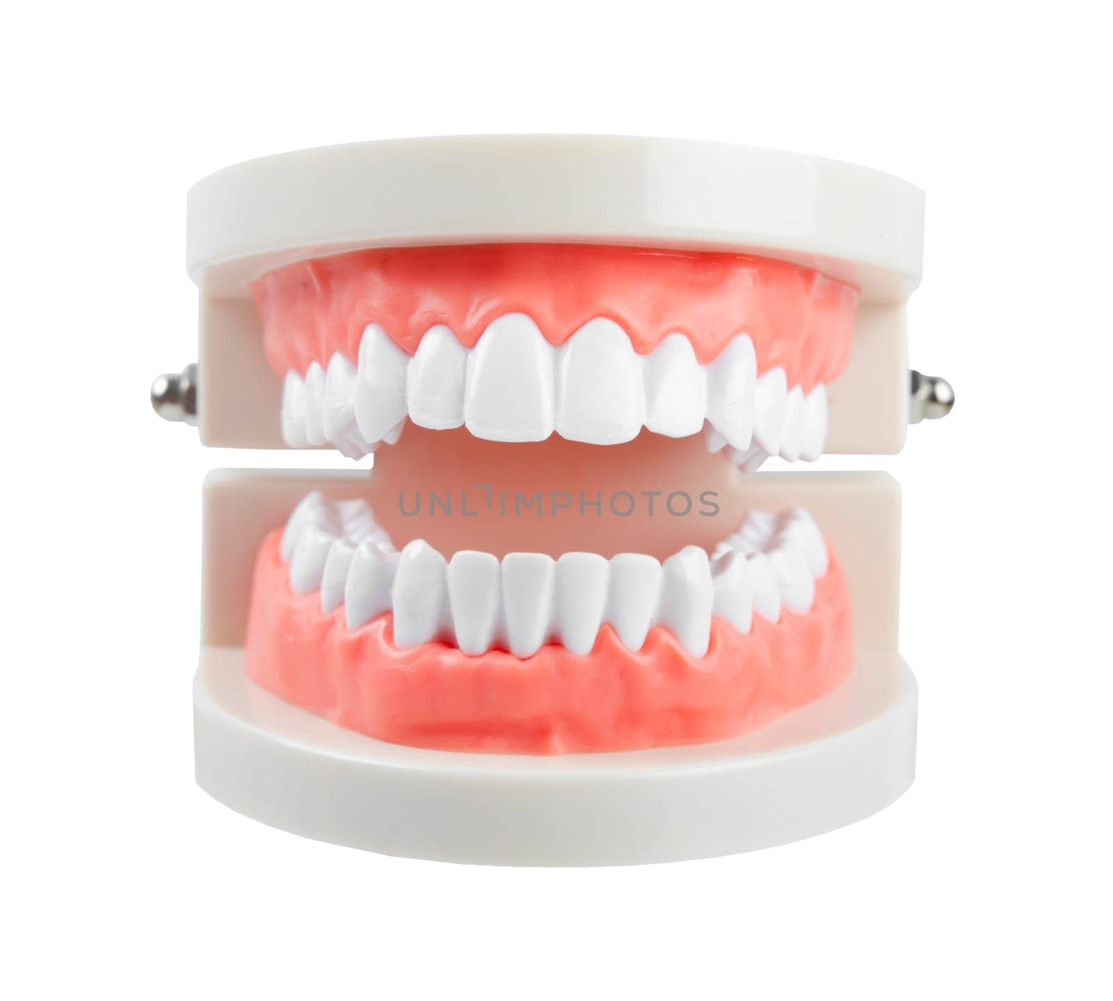 Close up the teeth model with red gum on white background, Save clipping path. Oral cavity care concept by Gamjai