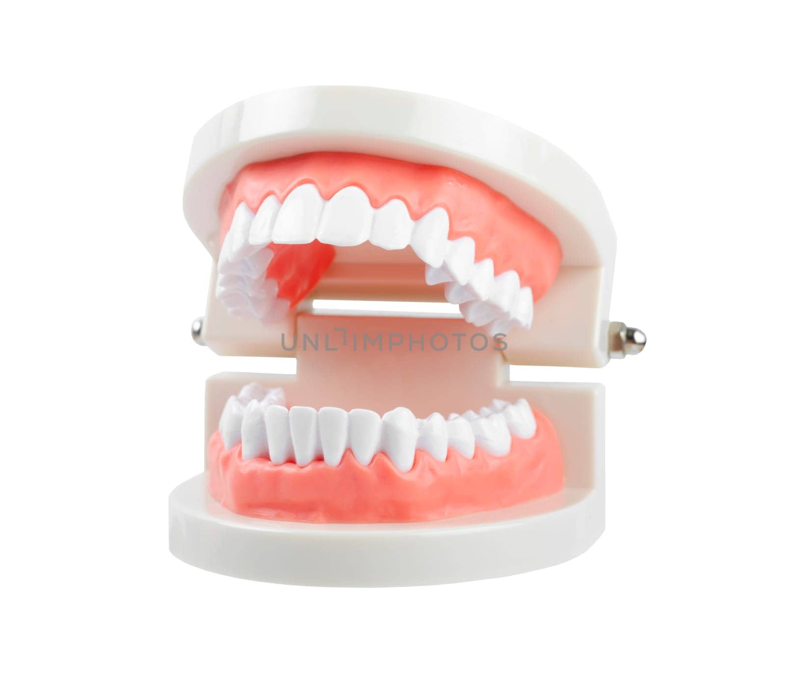 Close up the teeth model with red gum on white background, Save clipping path. Oral cavity care concept by Gamjai