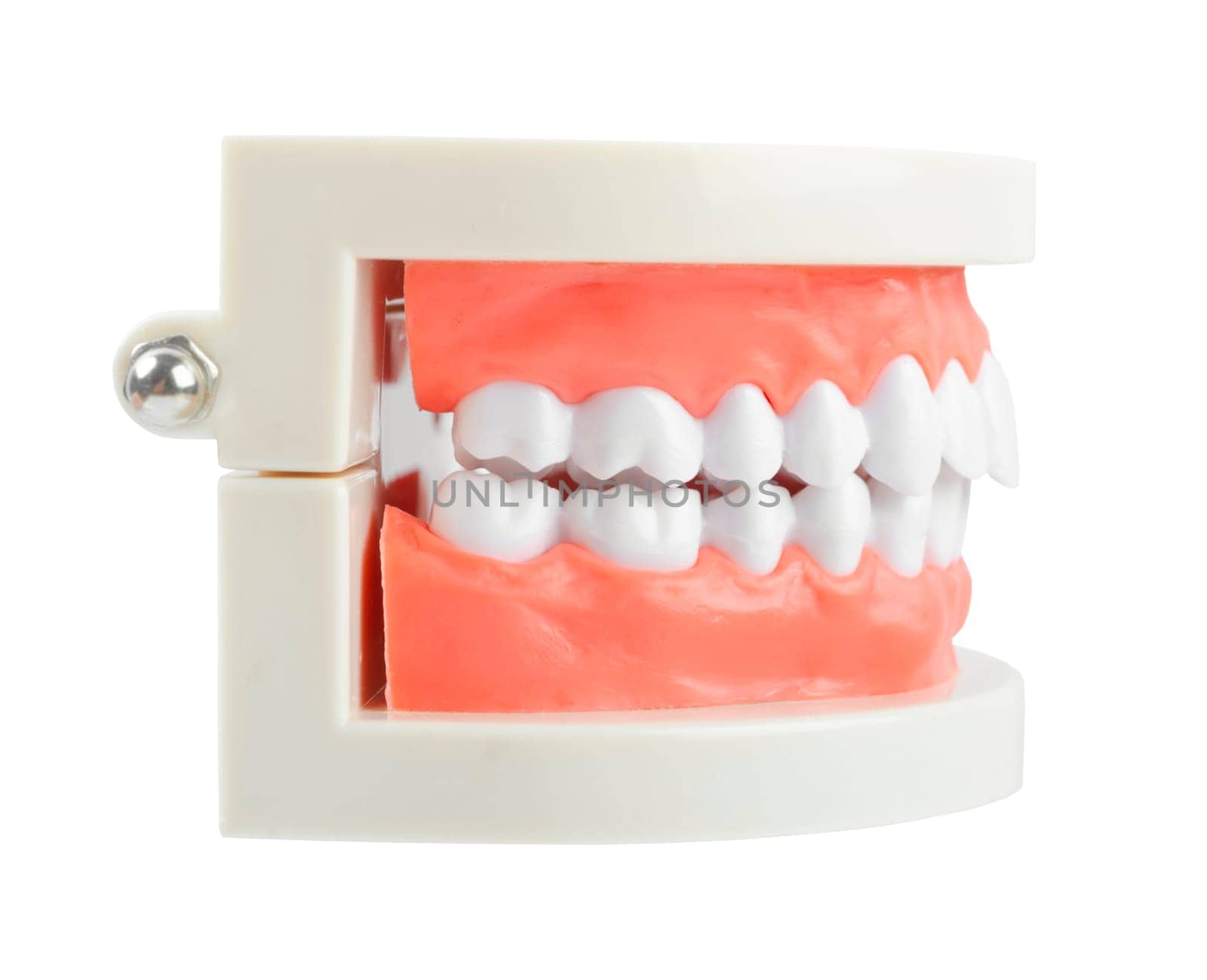 Close up the teeth model with red gum on white background, Save clipping path. Oral cavity care concept by Gamjai