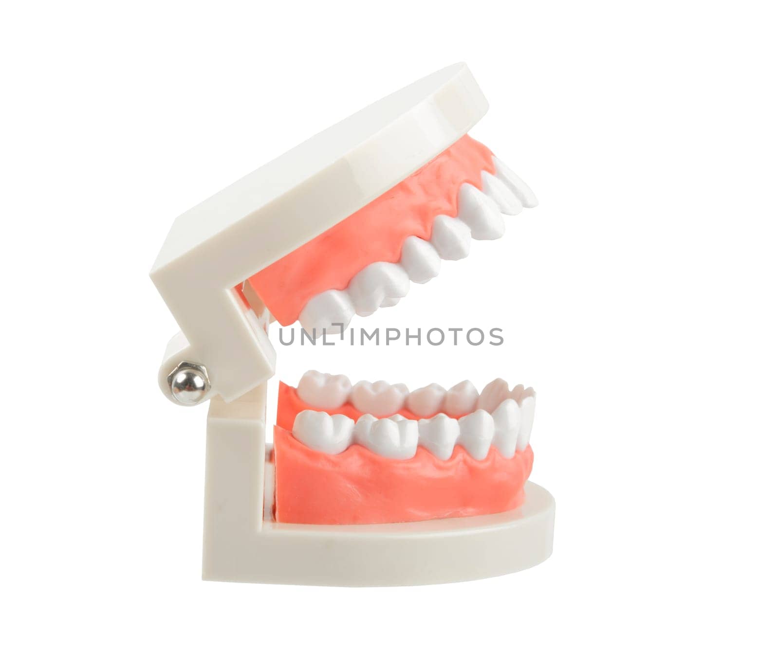 Close up the teeth model with red gum on white background, Save clipping path. Oral cavity care concept by Gamjai