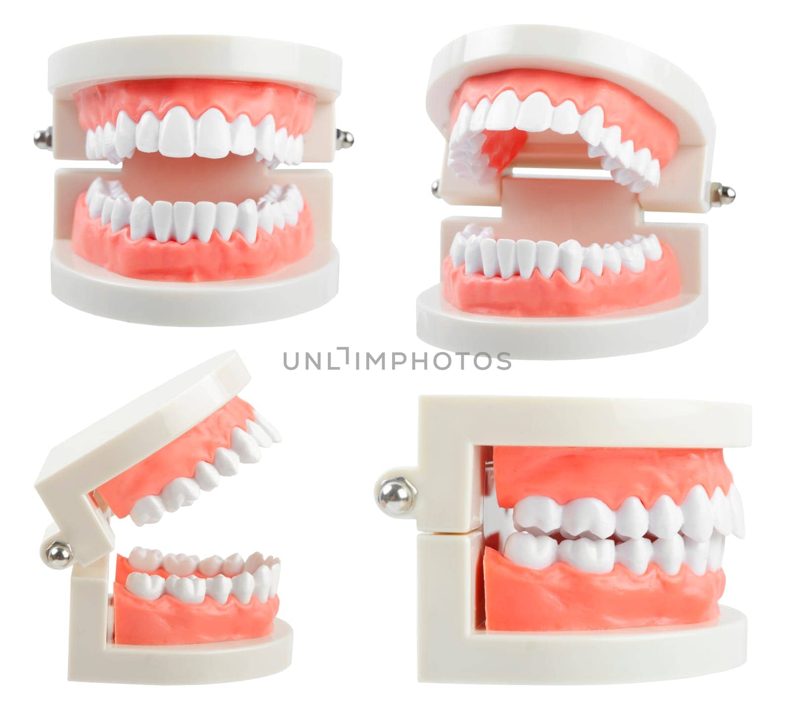 Set of the teeth model with red gum on white background, Save clipping path. Oral cavity care concept. frontview, side view. by Gamjai