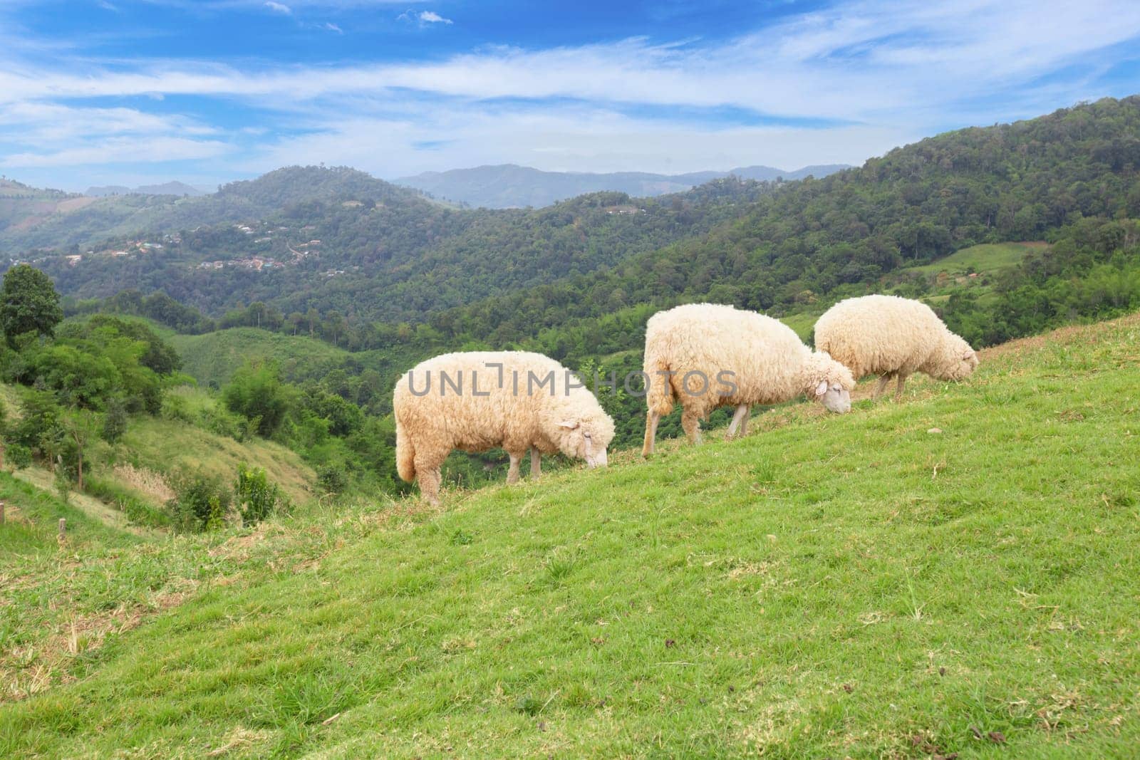 Flock of sheep quietly grazing on green pasture overlooked by mountains beyond.