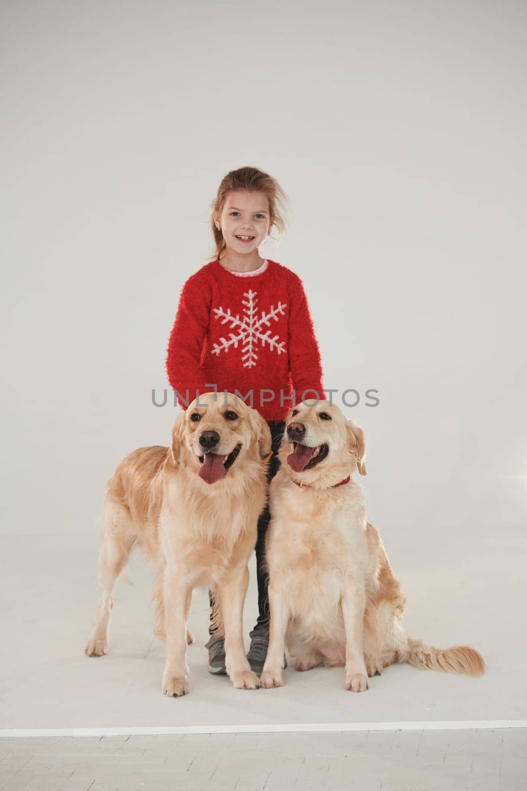 Little girl is with two Golden retrievers in the studio against white background by Standret