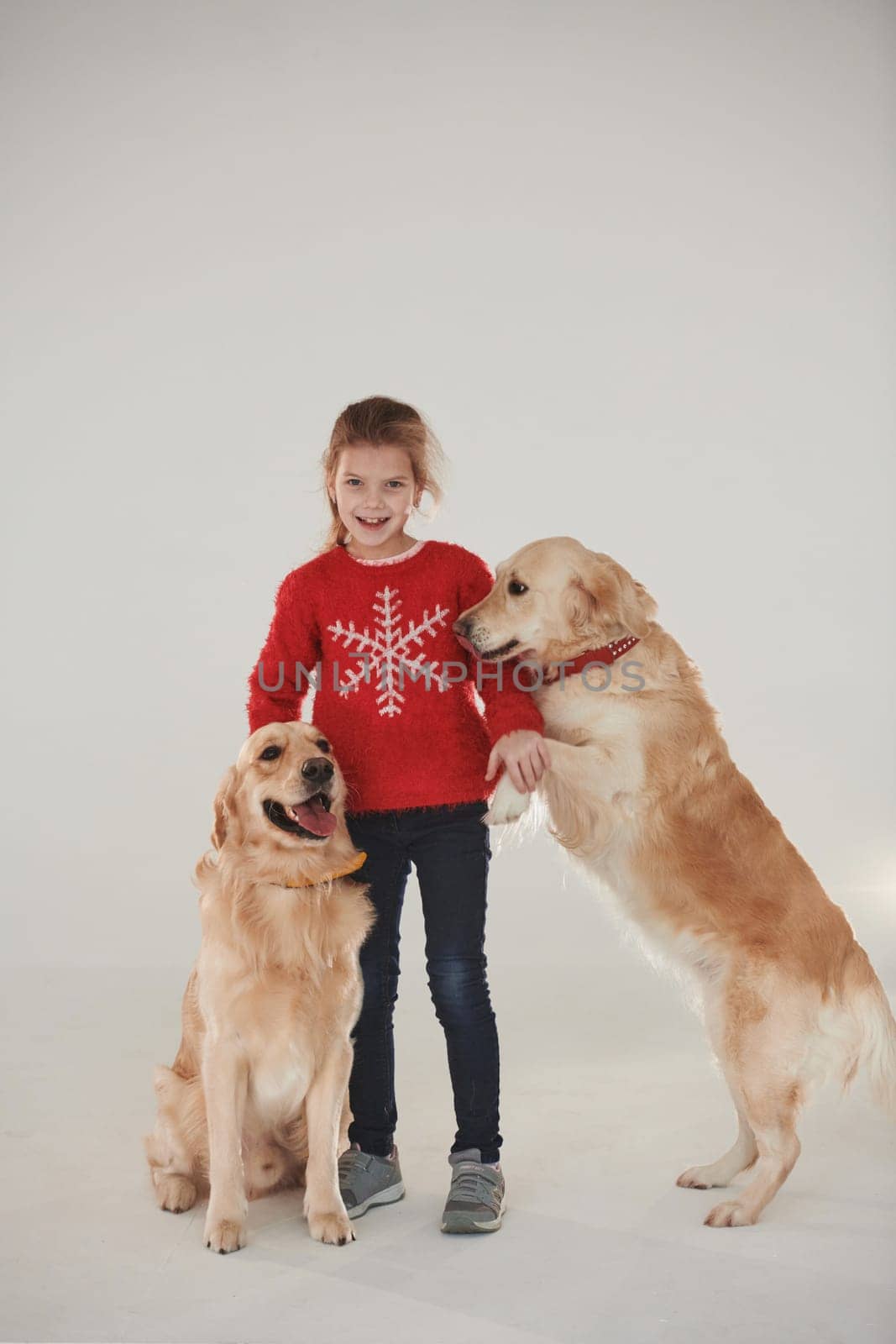 Little girl is with two Golden retrievers in the studio against white background by Standret