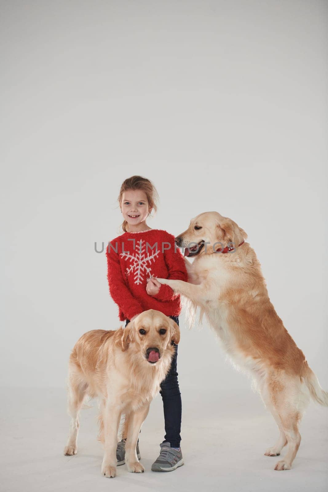 Little girl is with two Golden retrievers in the studio against white background.