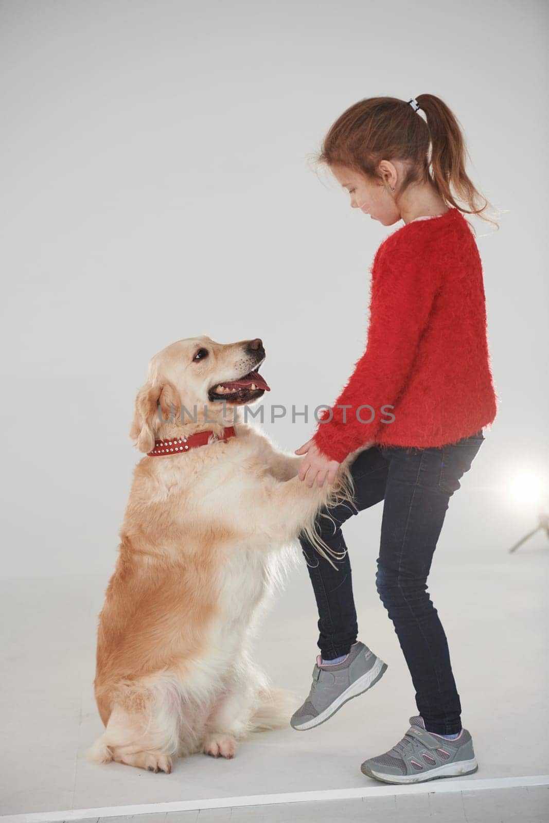 Little girl is with cute Golden retriever in the studio against white background.