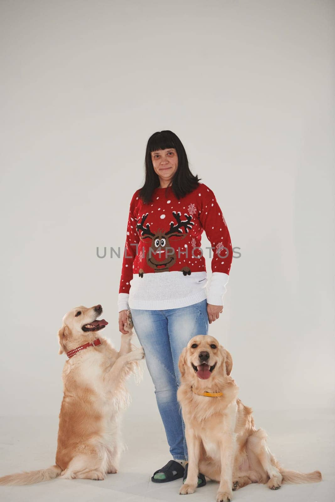 Woman is with her two Golden retrievers in the studio against white background.