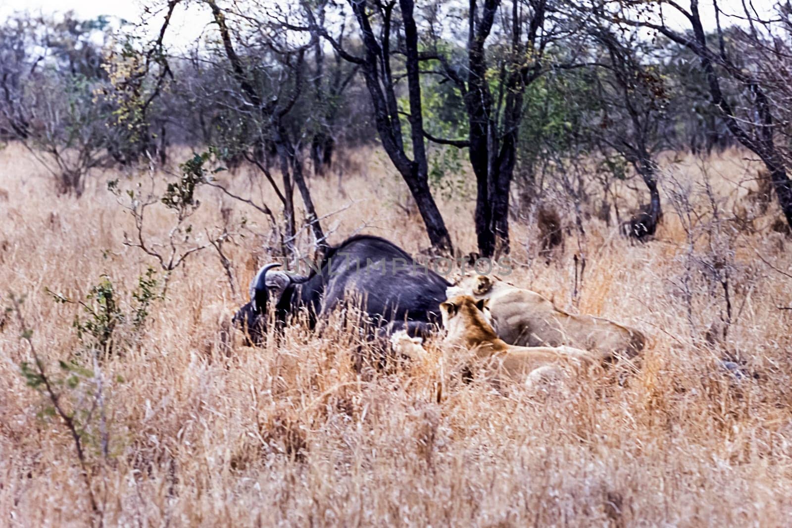 Lion, (Panthera leo), Kwa Mbili, Mpumalanga, South Africa, Africa