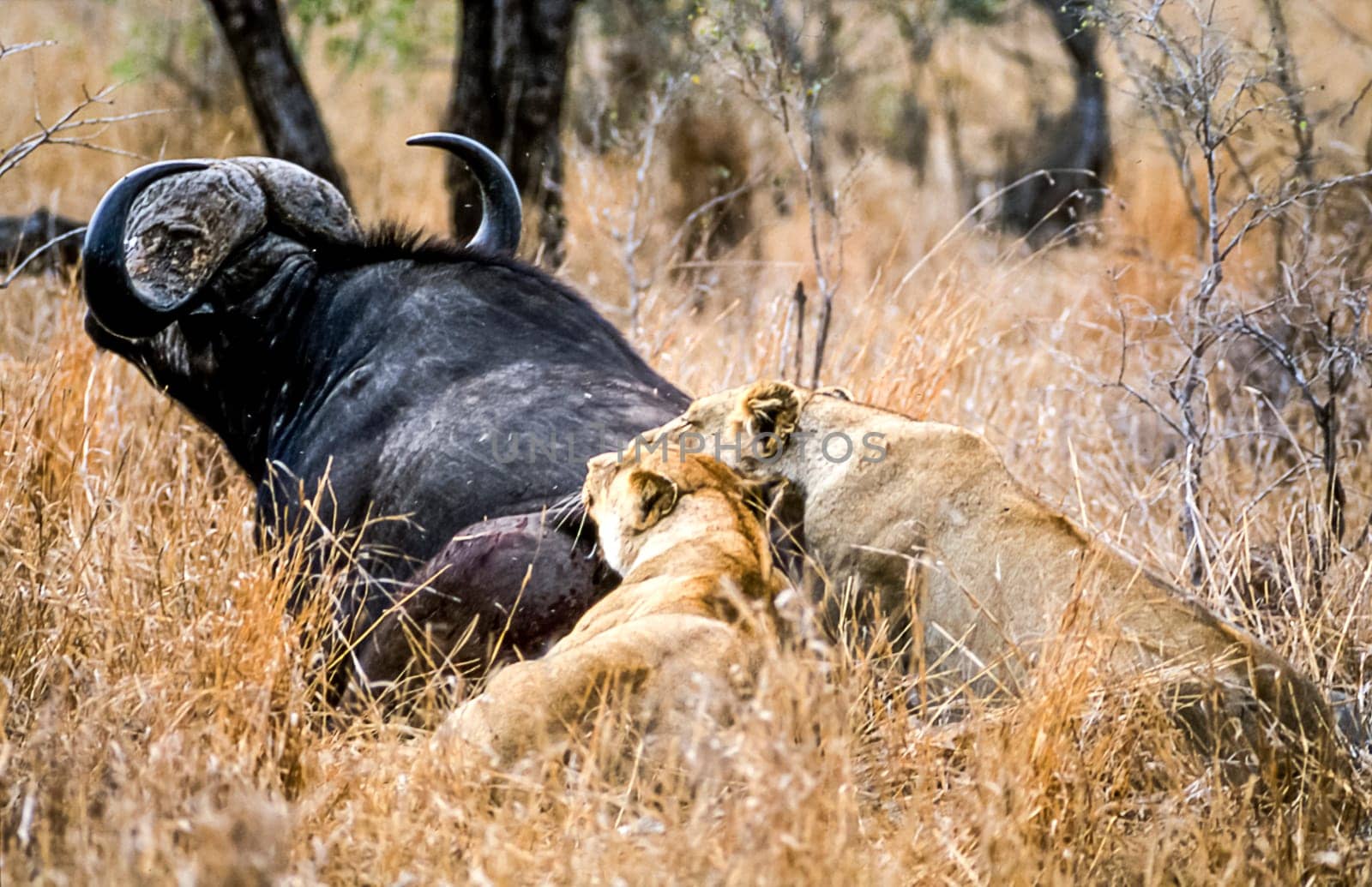 Lion, (Panthera leo), Kruger National Park, Mpumalanga, South Africa, Africa