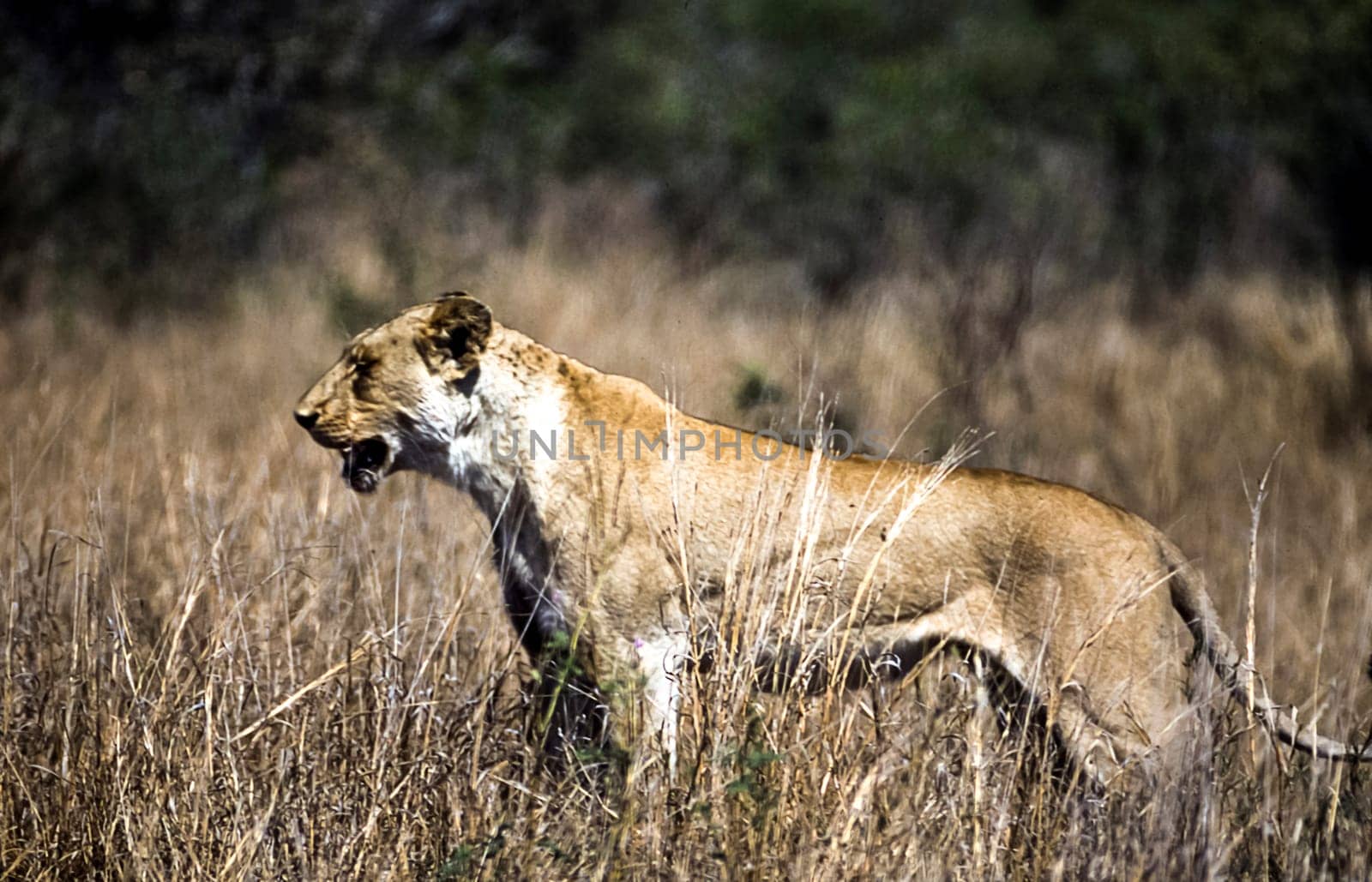 Lion, (Panthera leo), Kruger National Park, Mpumalanga, South Africa, Africa
