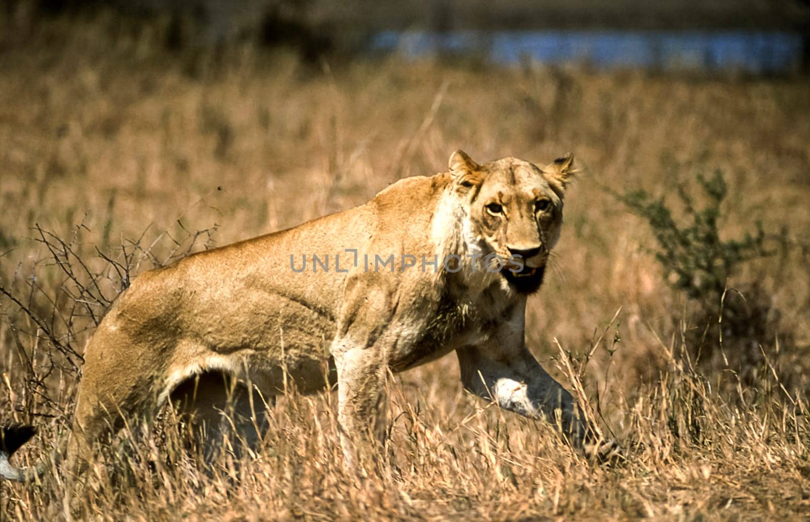 Lion, (Panthera leo), Kruger National Park, Mpumalanga, South Africa, Africa