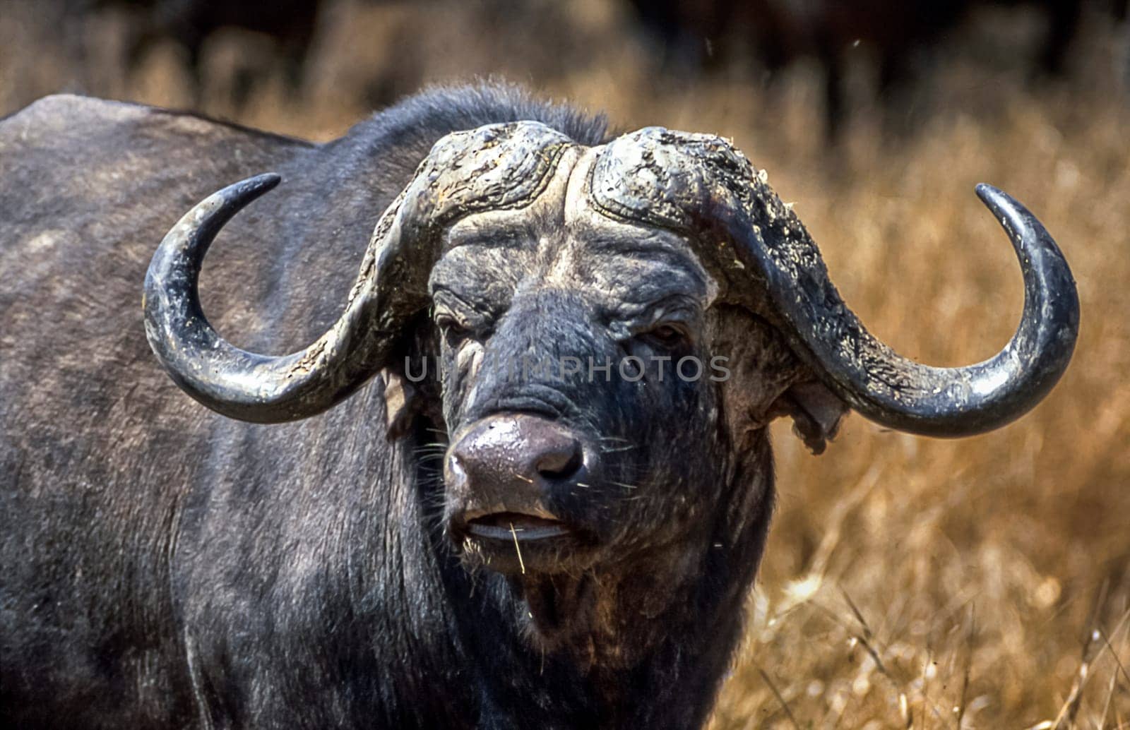 Buffalo, (Syncerus caffer), Kruger National Park, Mpumalanga, South Africa, Africa
