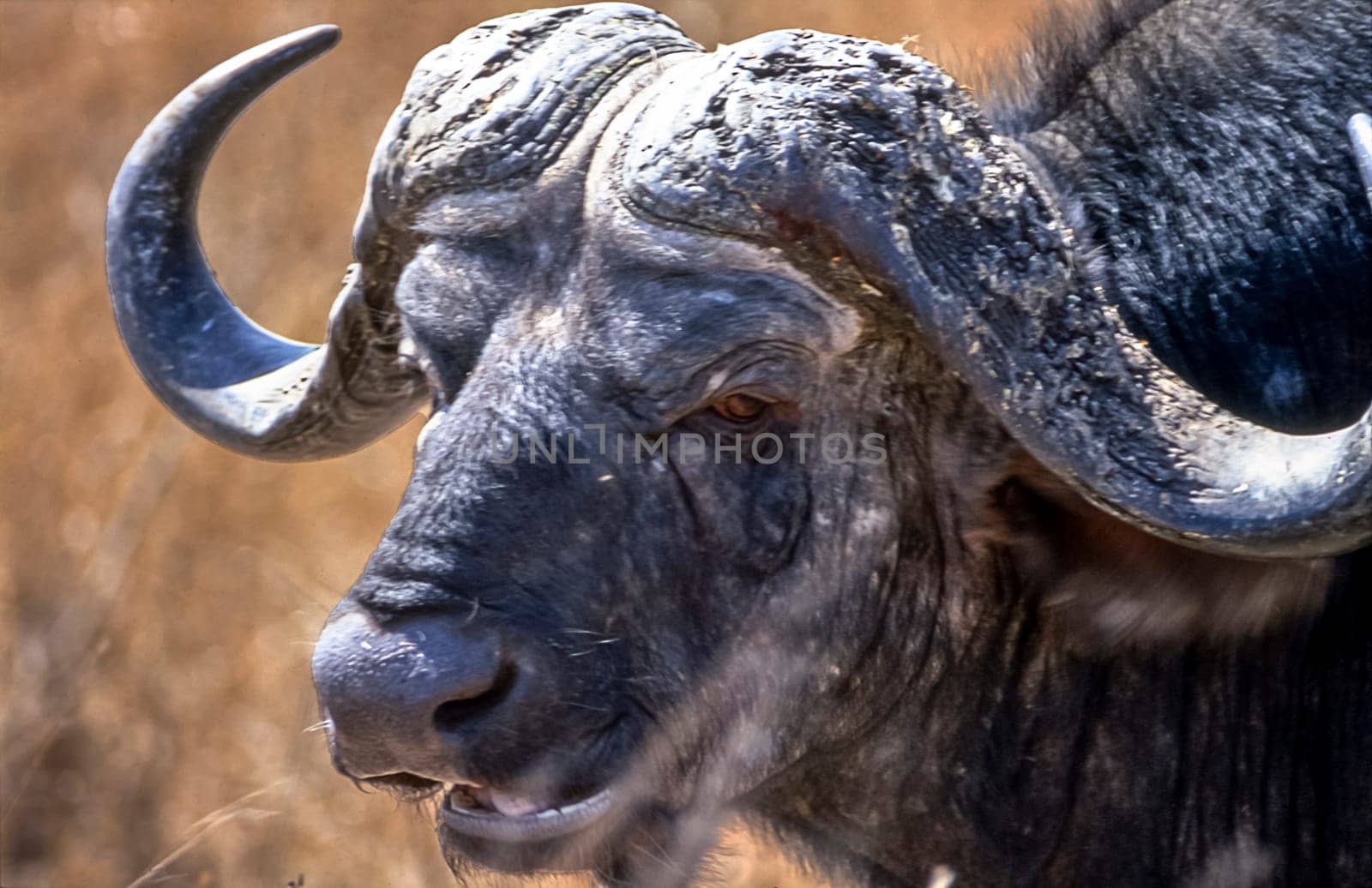 Buffalo, (Syncerus caffer), Kruger National Park, Mpumalanga, South Africa, Africa