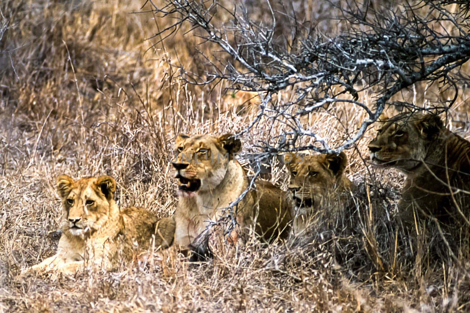 Lion, (Panthera leo), Kruger National Park, Mpumalanga, South Africa, Africa