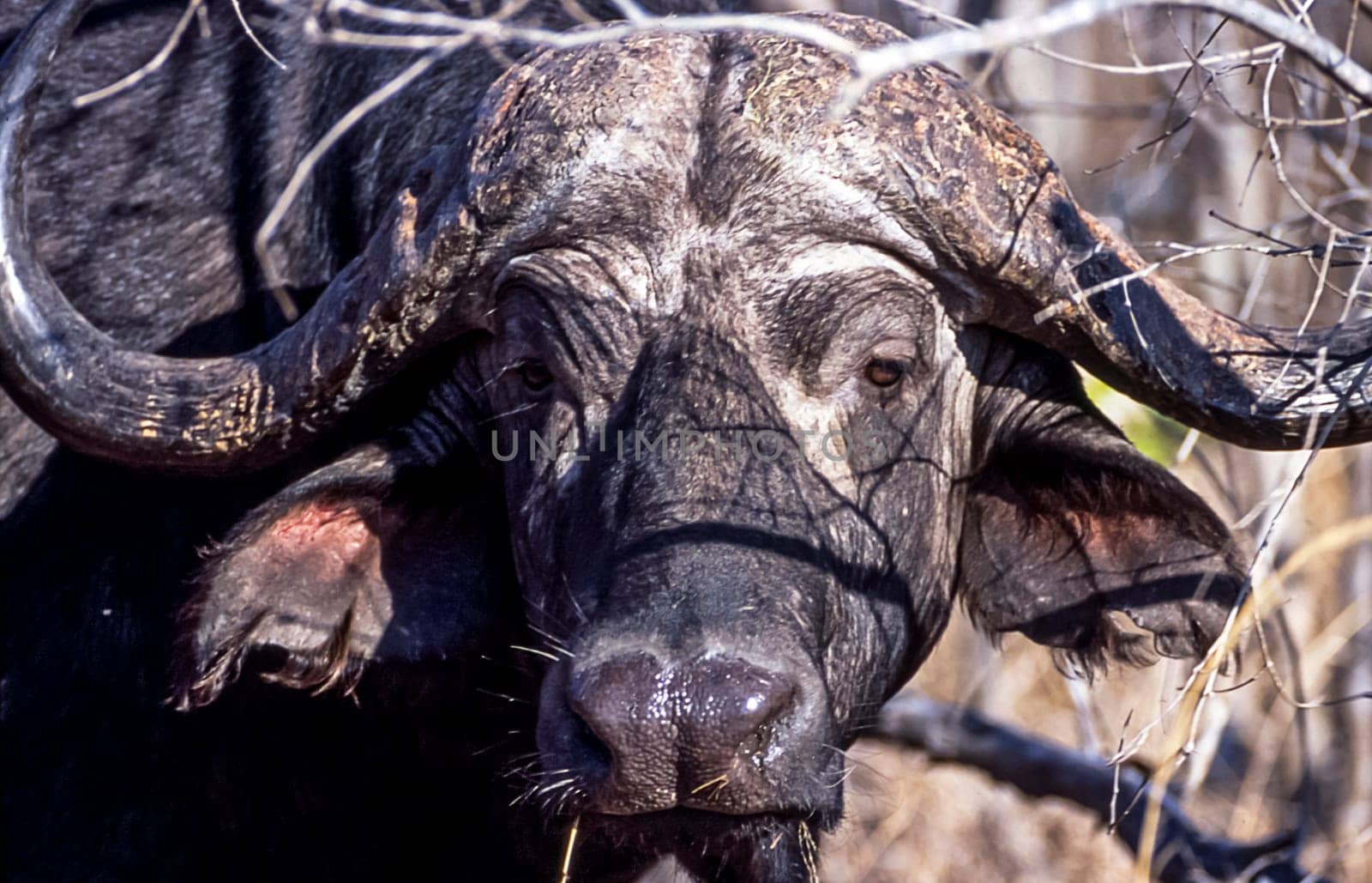 Buffalo, (Syncerus caffer), Kruger National Park, Mpumalanga, South Africa, Africa