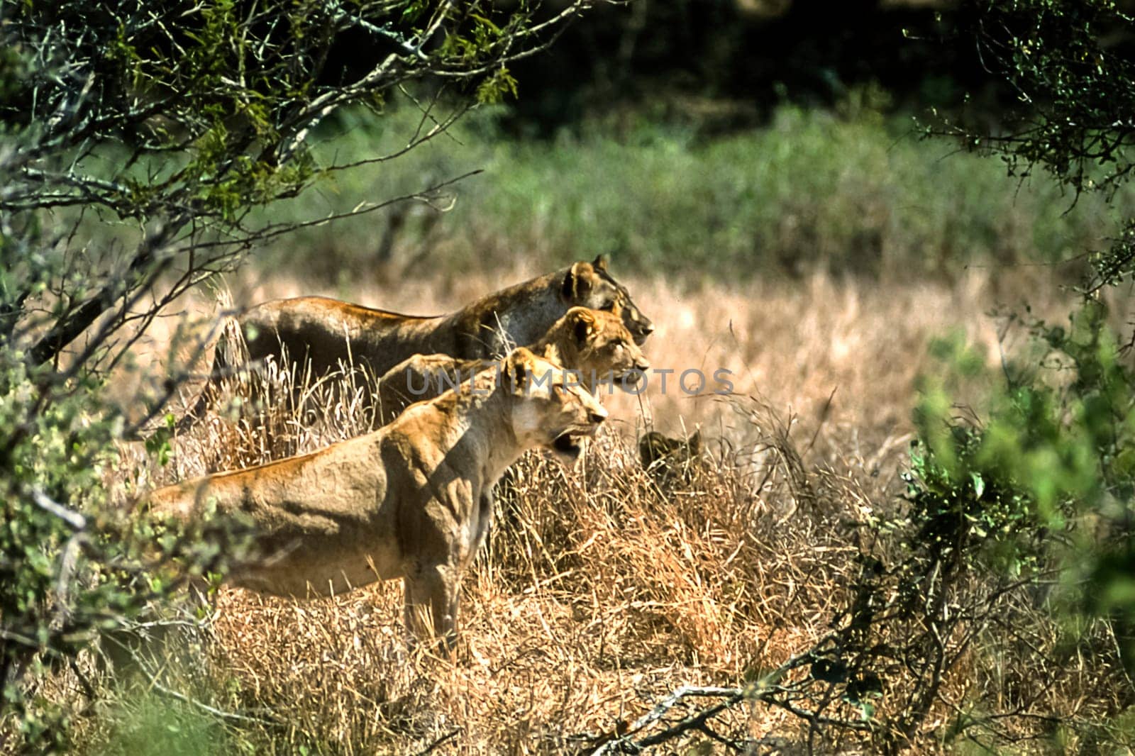 Lion, (Panthera leo), Kruger National Park, Mpumalanga, South Africa, Africa
