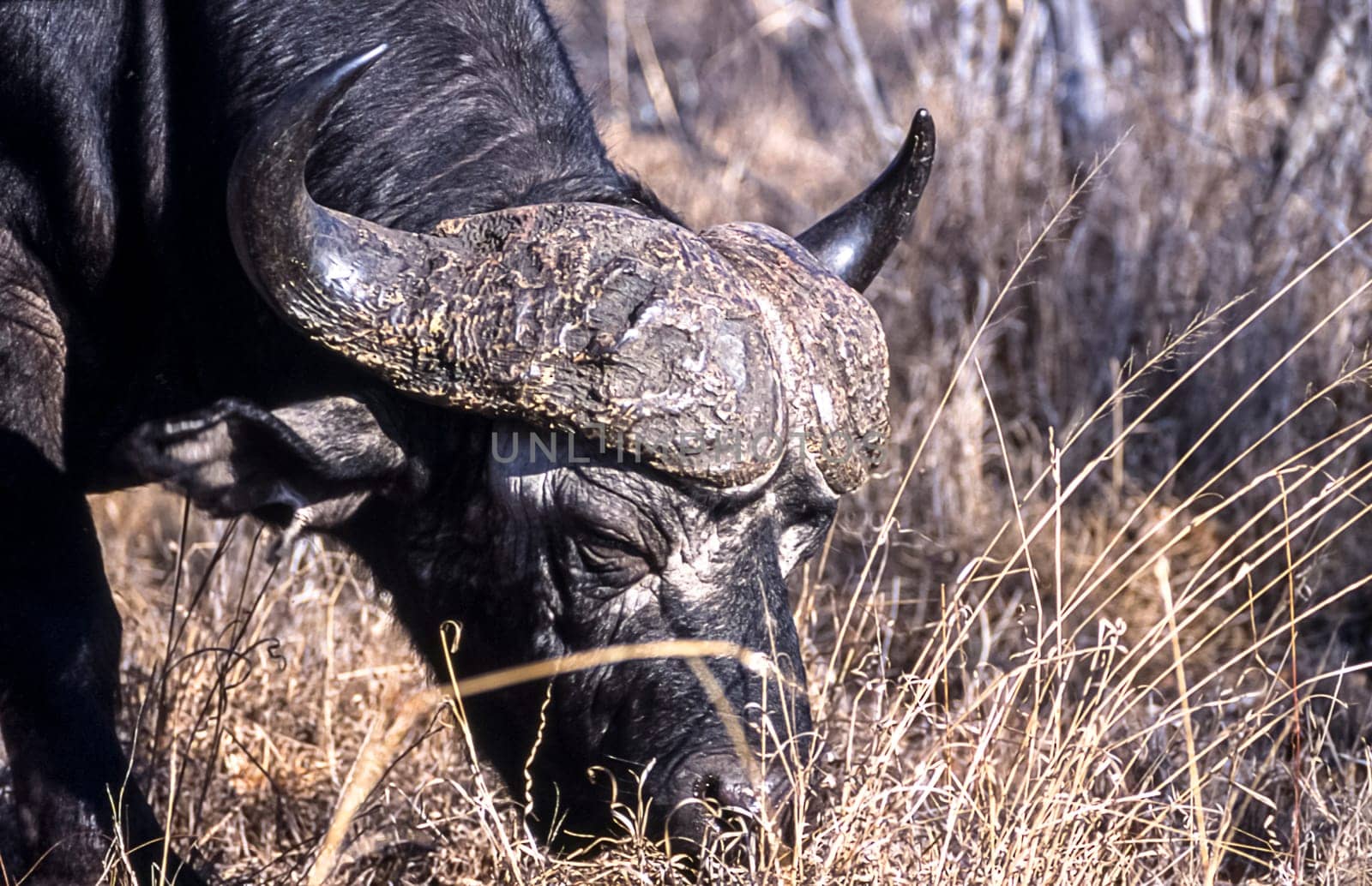 Buffalo, (Syncerus caffer), Kruger National Park, Mpumalanga, South Africa, Africa