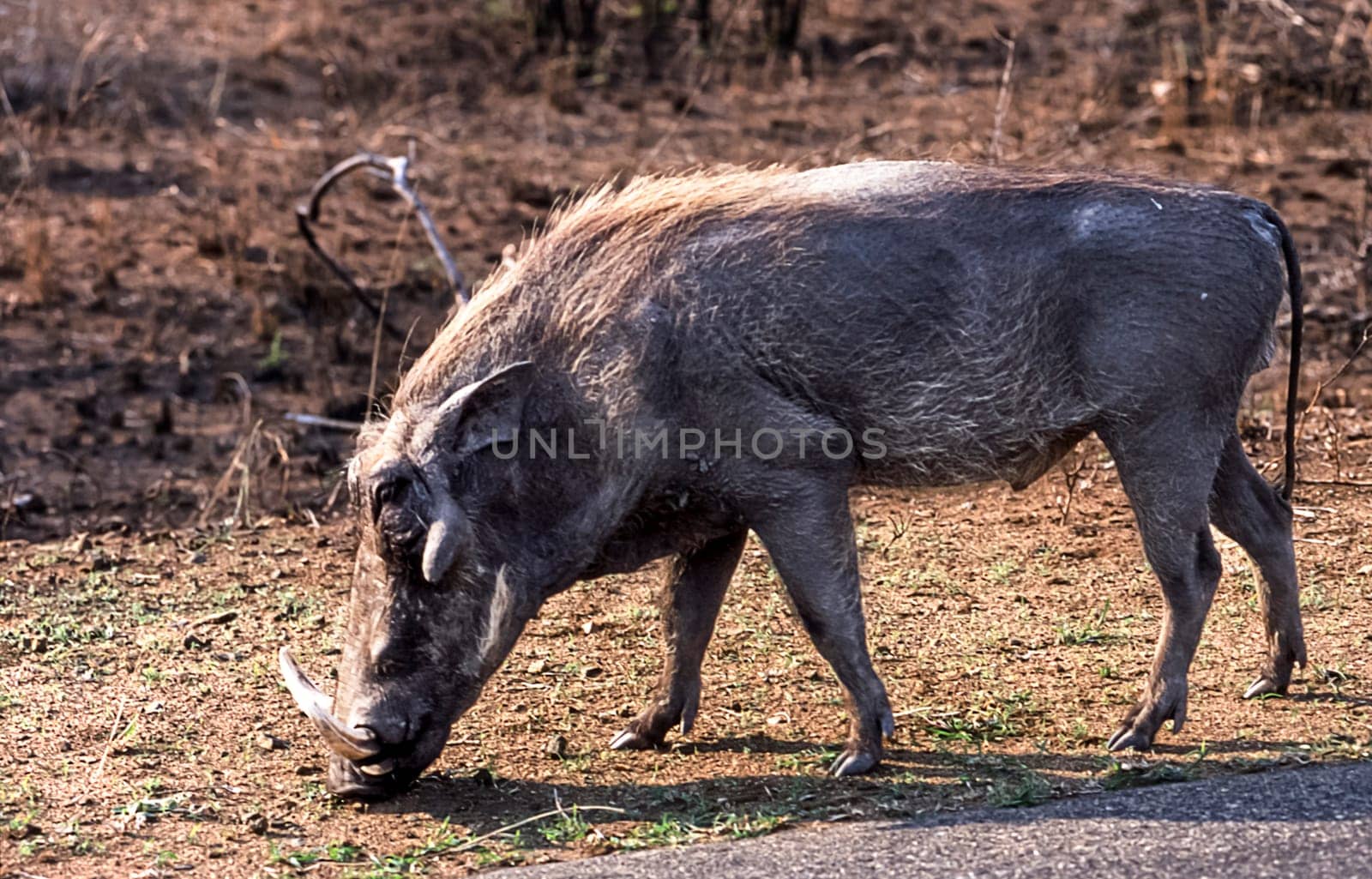 Warthog, (Phacochoerus aethiopicus), Kruger National Park, Mpumalanga, South Africa, Africa