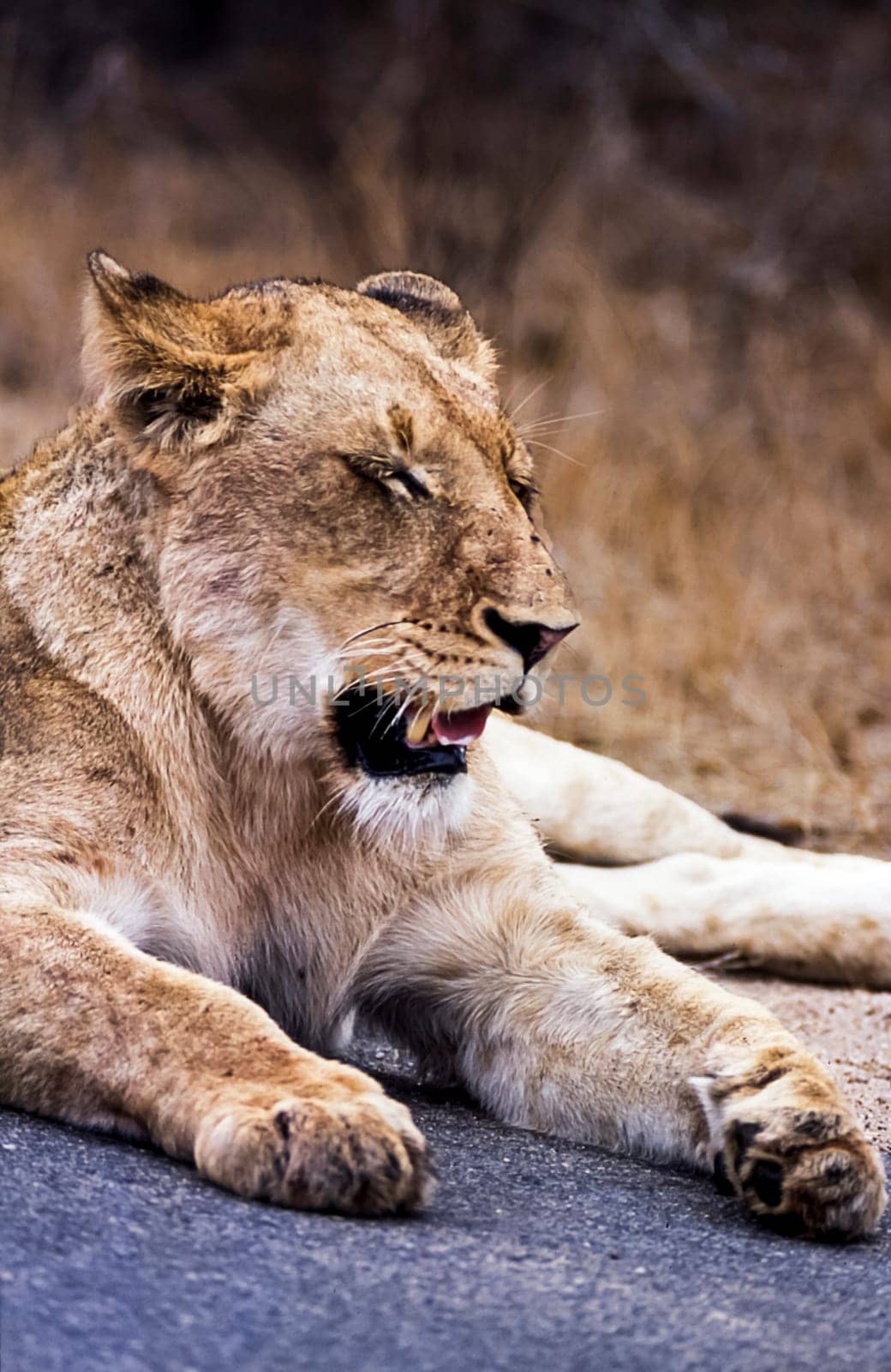 Lion, (Panthera leo), Kruger National Park, Mpumalanga, South Africa, Africa