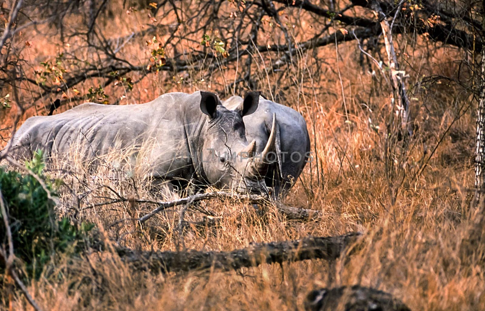 White Rhino, (Ceratotherium simum), Kruger National Park, Mpumalanga, South Africa, Africa
