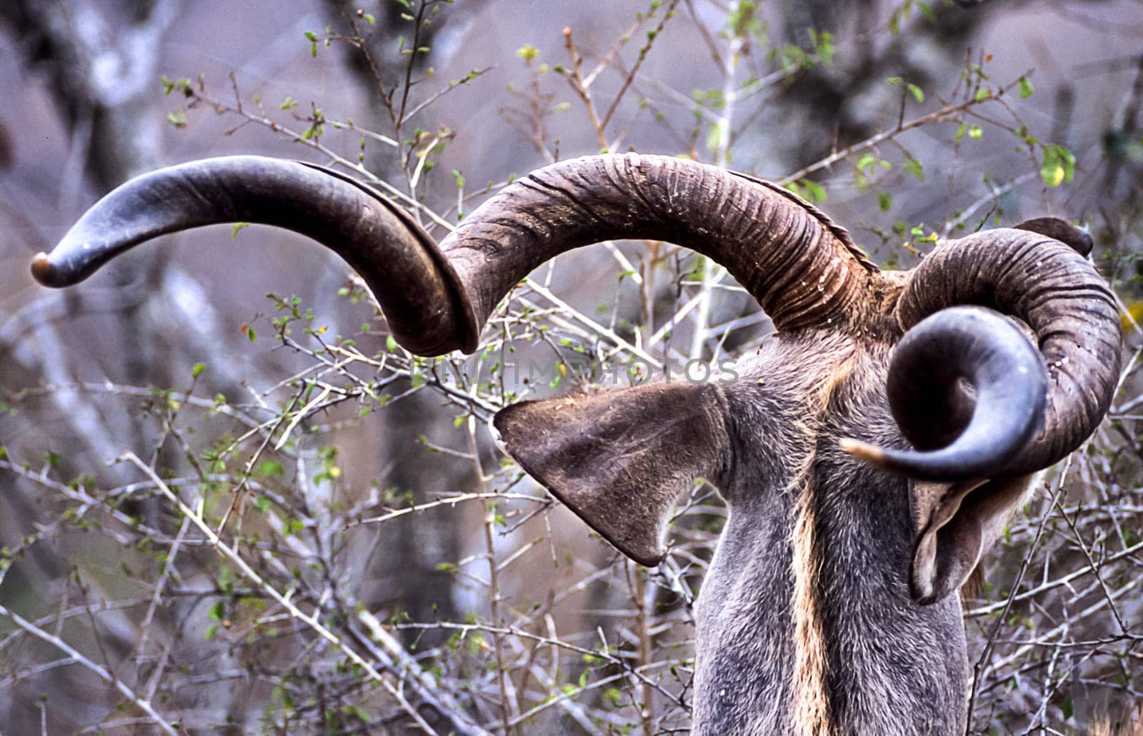 Kudu, (Tragelaphus strepsiceros), Kruger National Park, Mpumalanga, South Africa, Africa