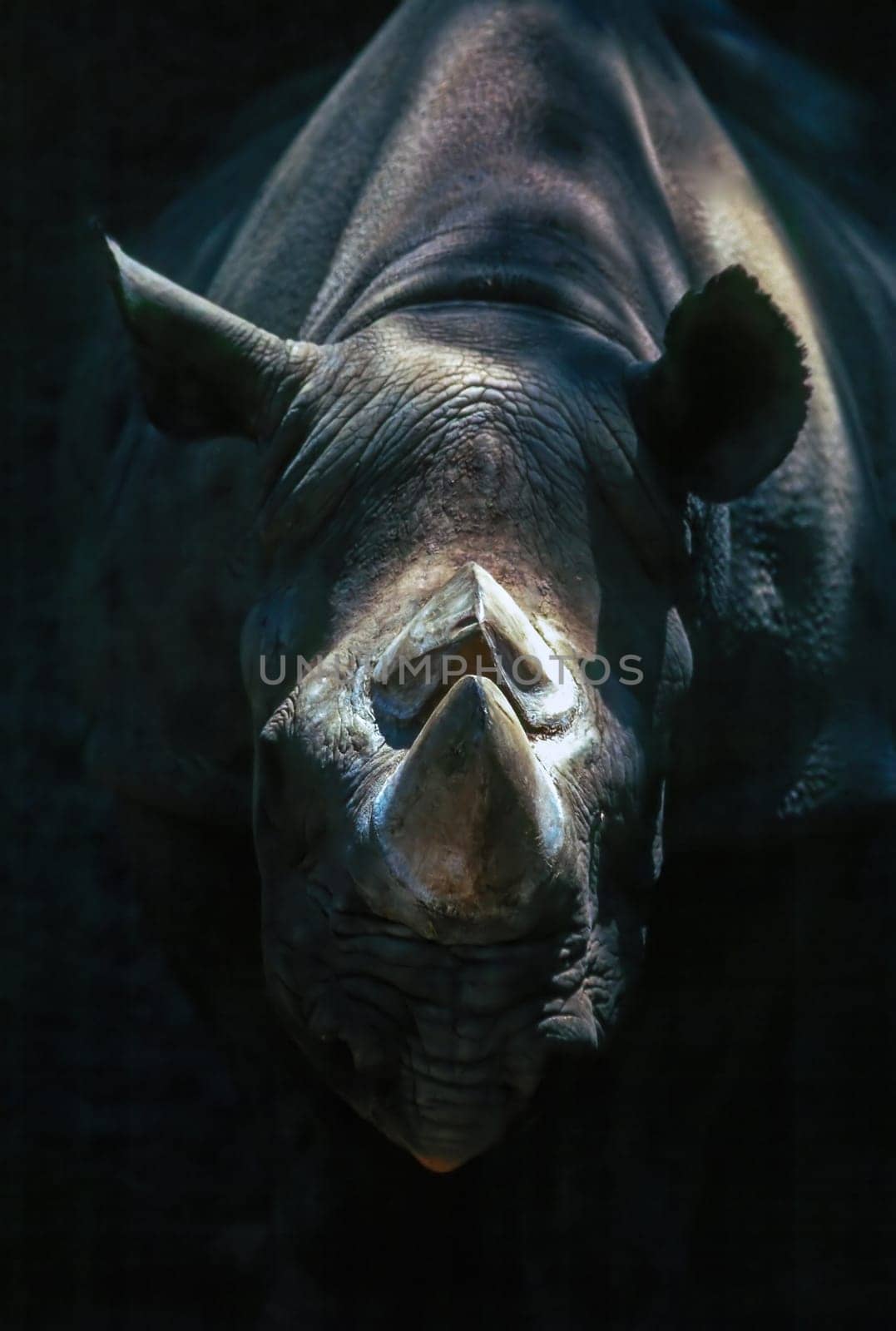 Close up of a Rhinoceros