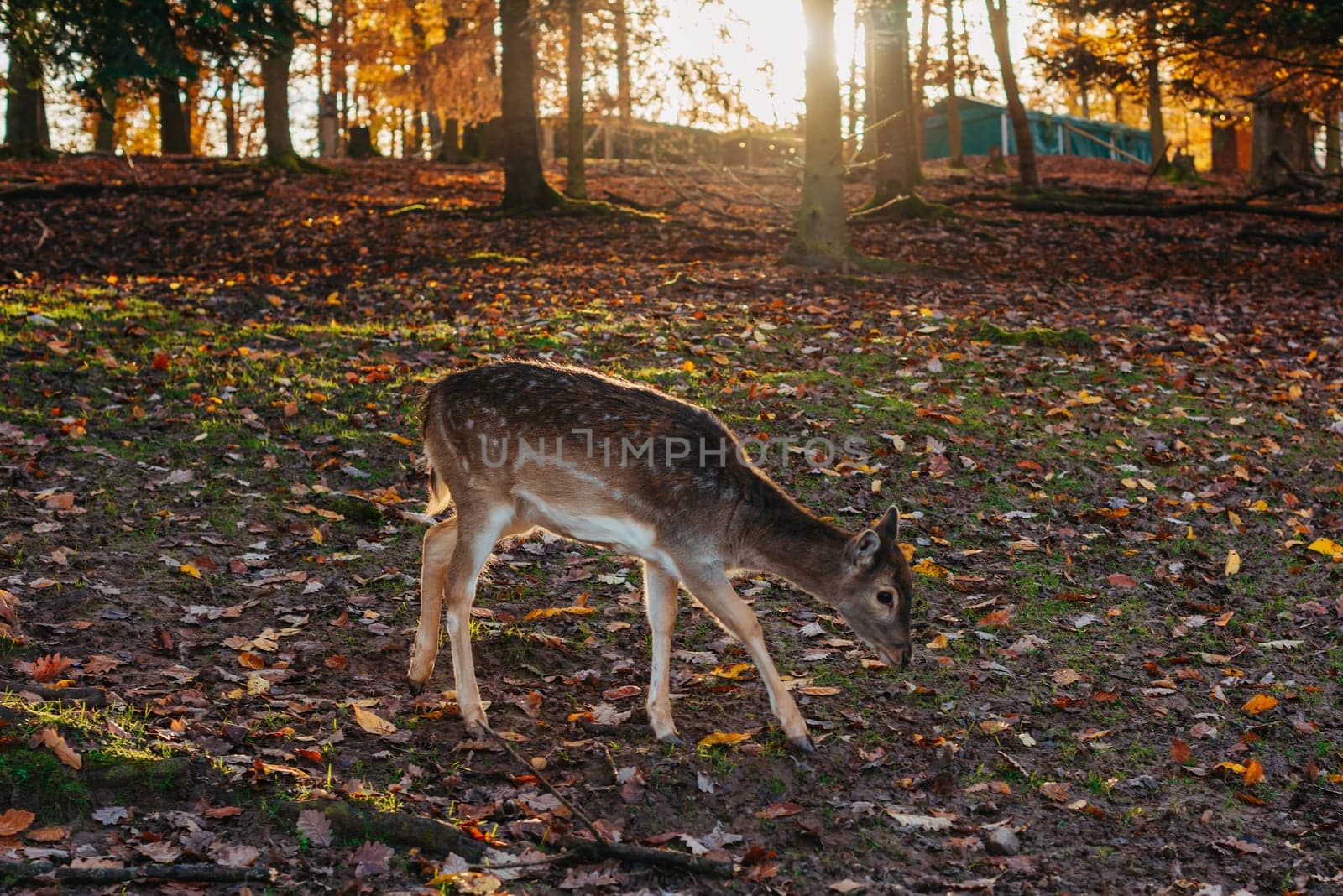 Young wild deer, standing in the forest, morning light. deer in the forest. rays of the sun. sunset
