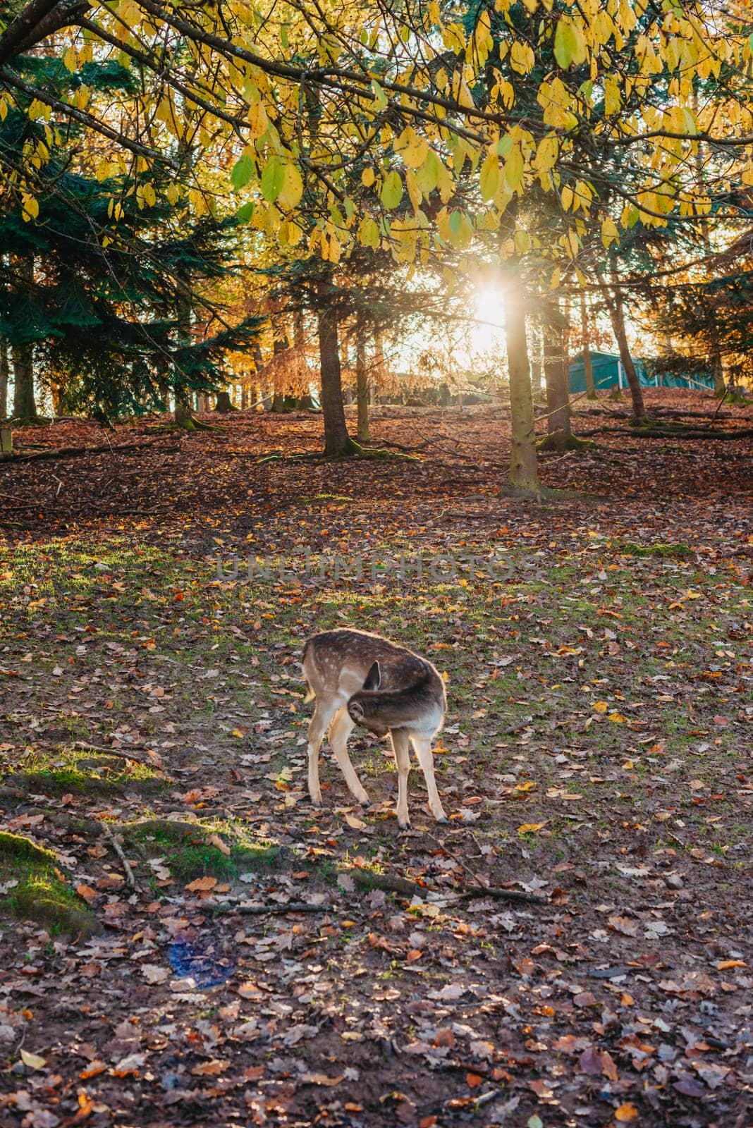 Young wild deer, standing in the forest, morning light. deer in the forest. rays of the sun. sunset by Andrii_Ko