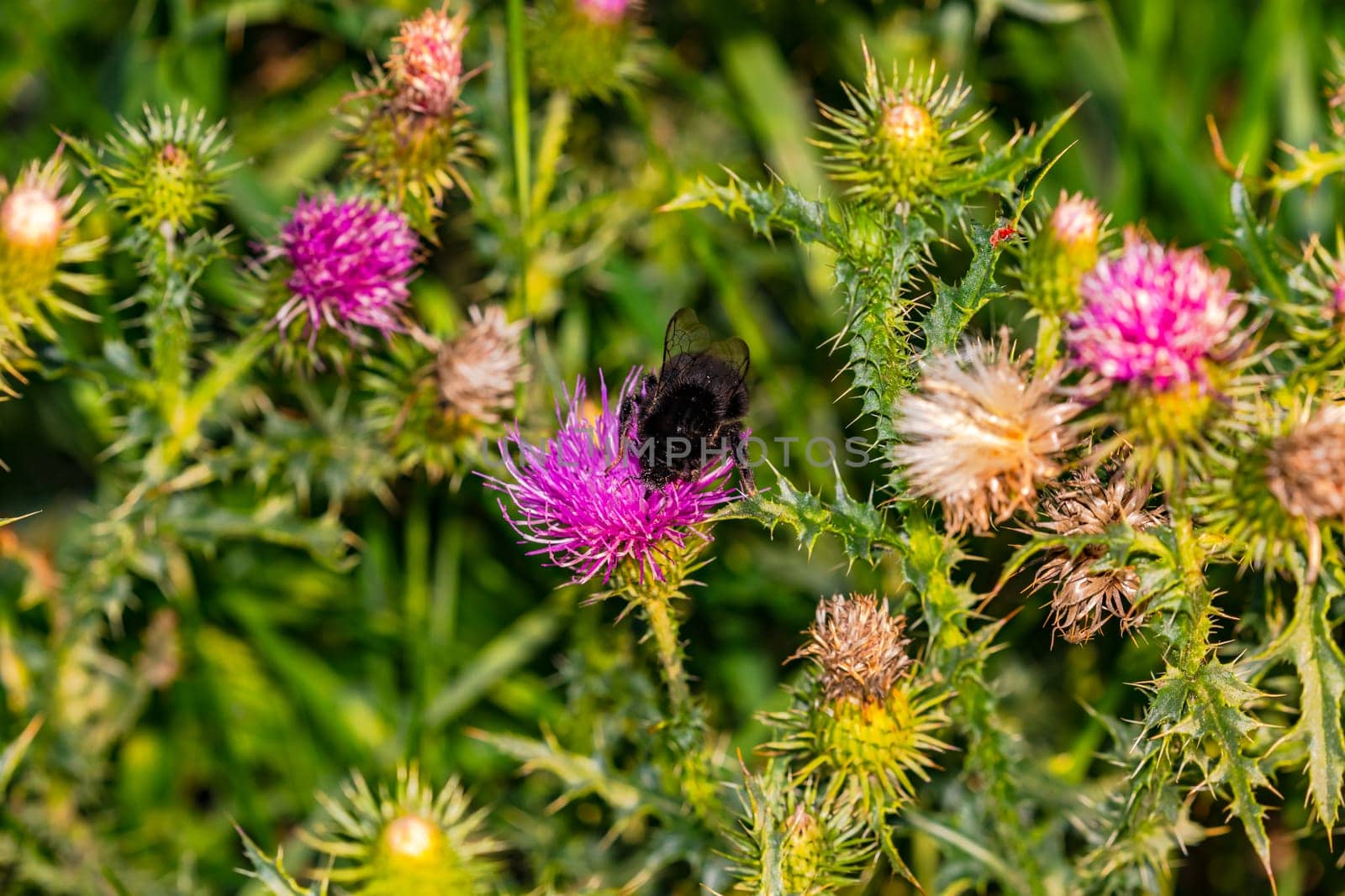 Close-up of a blooming burdock with a black bee isolated in front of green flowers in a meadow