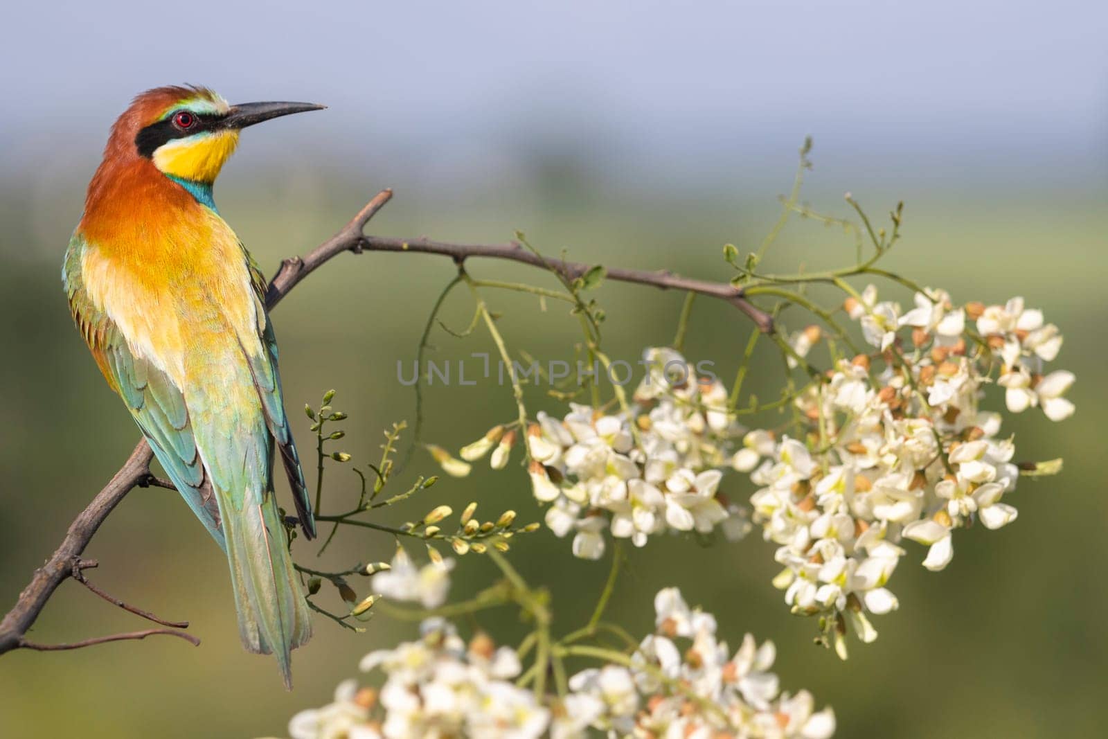 beautiful colored bird on a flowering branch , summer