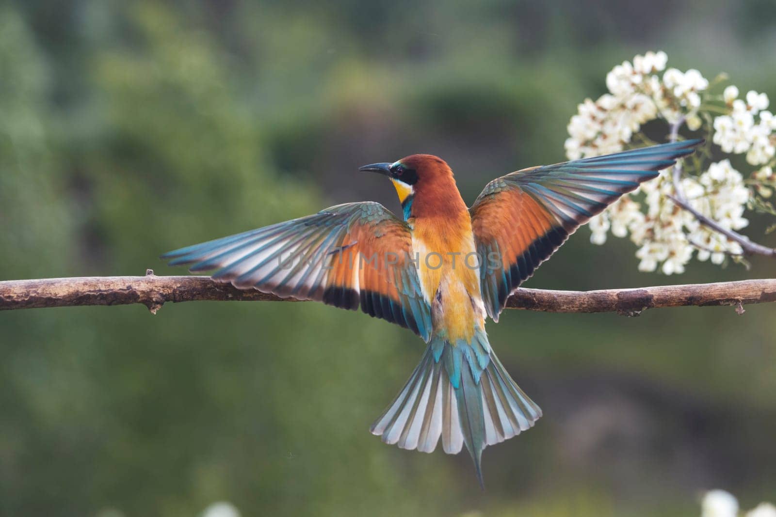 bird with beautiful plumage spread its wings , summer