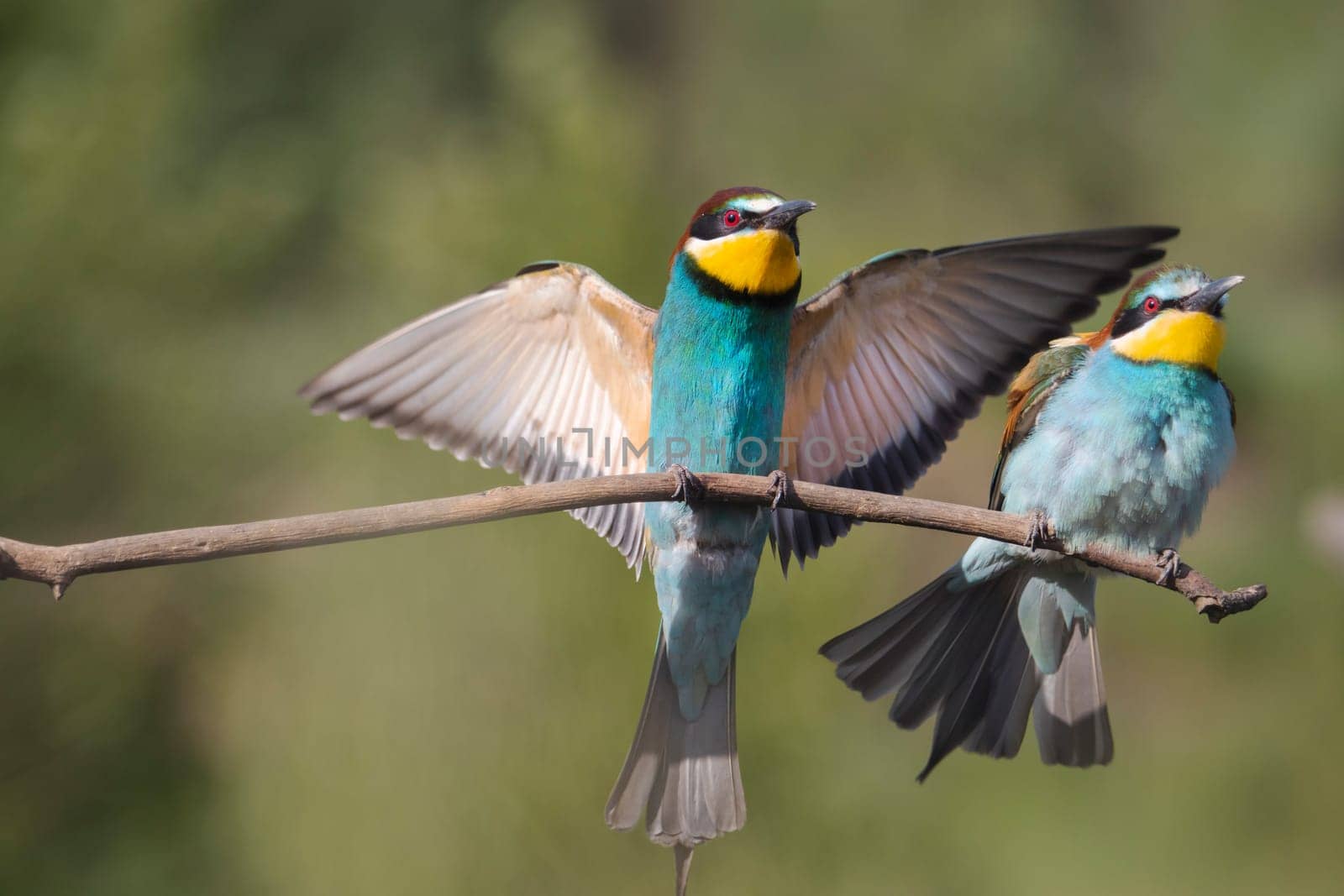 birds of paradise perch on a branch , summer