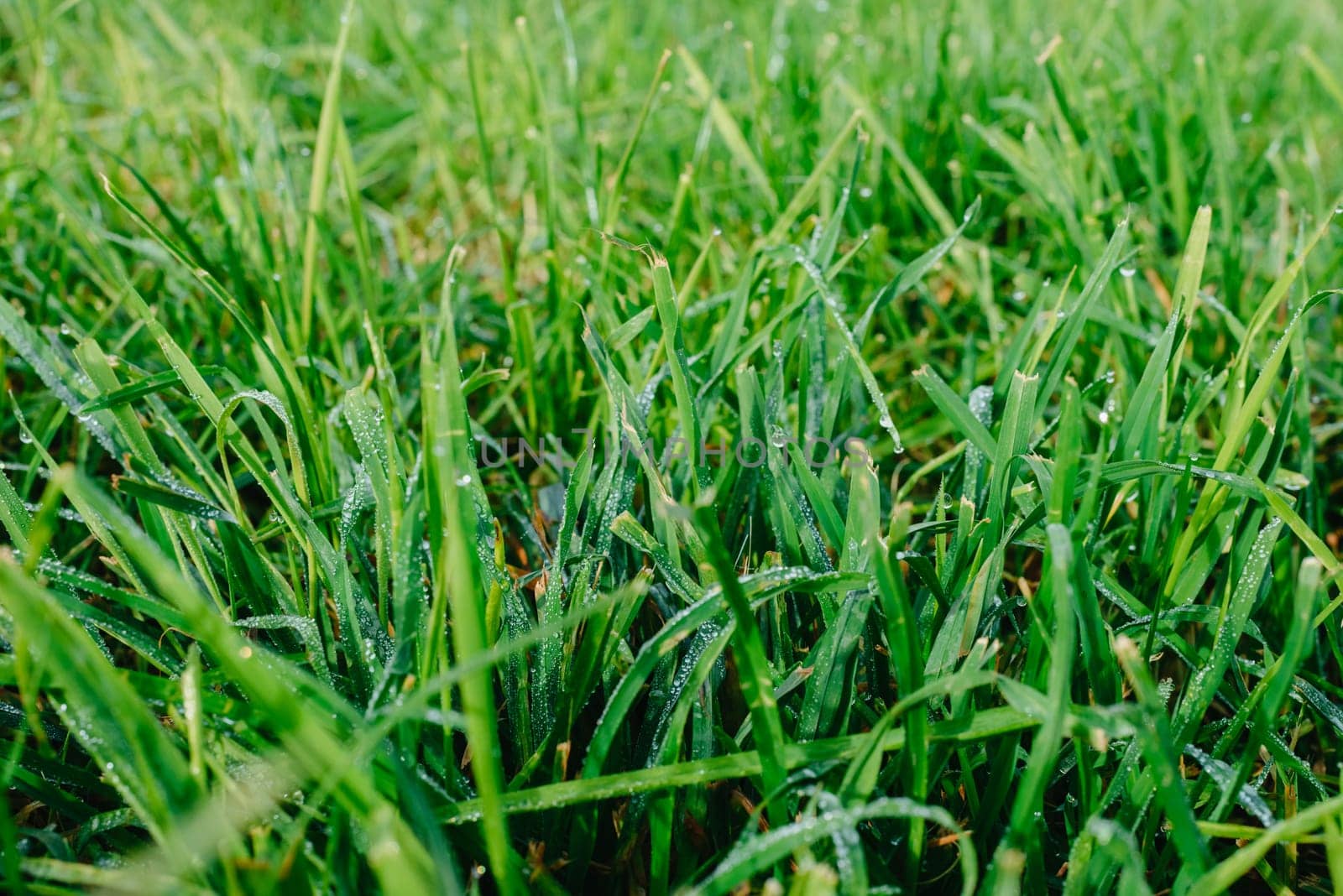Close up of fresh thick grass with water drops in the early morning. Closeup of lush uncut green grass with drops of dew in soft morning light.