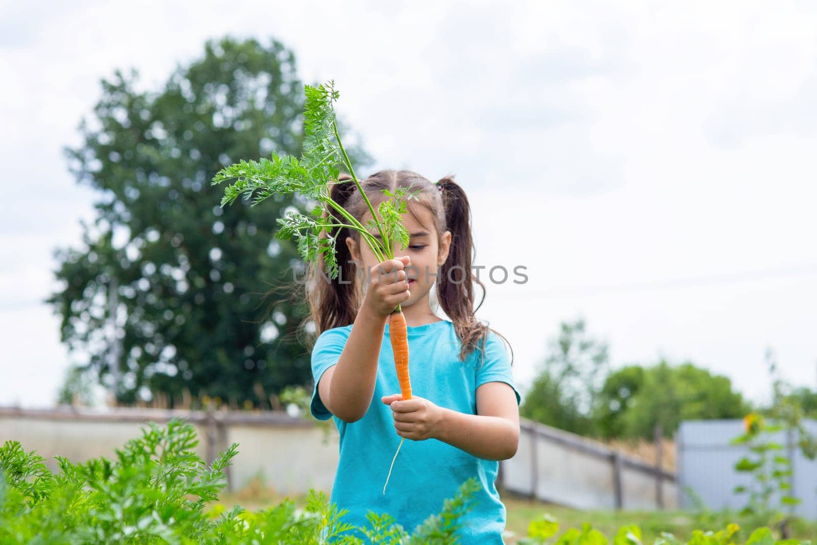 little girl in green t-shirt holding fresh carrot and showing thumbs up, standing in the garden on a sunny day. Copy space