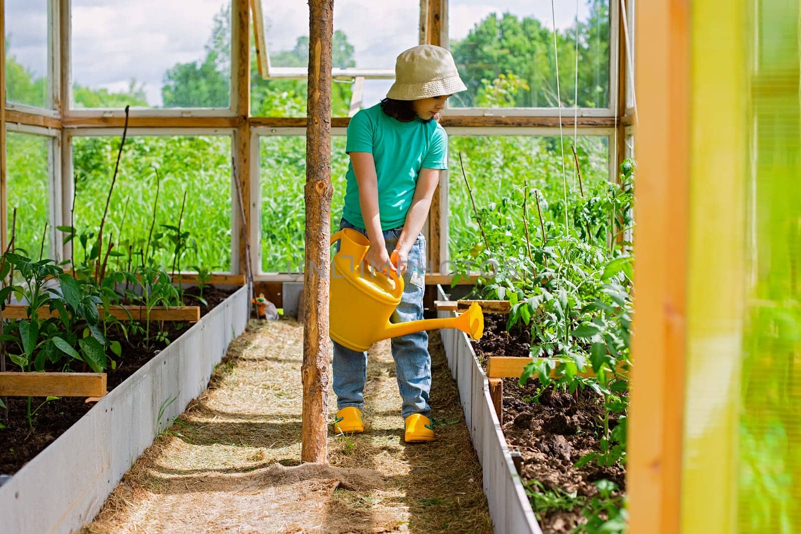 A one little girl in a green T-shirt and white hat , waters with a yellow watering can, tomato bushes in a glass greenhouse, in summer, on a sunny day.